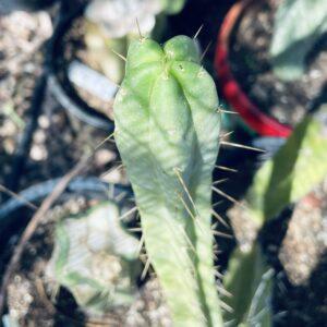 14in T. Bridgesii "SS02 x Wowie" Cutting