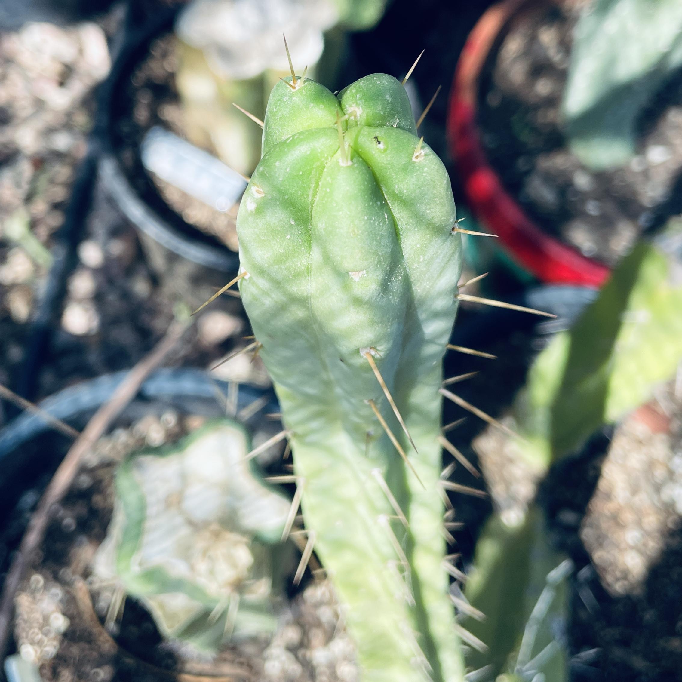 14in T. Bridgesii "SS02 x Wowie" Cutting