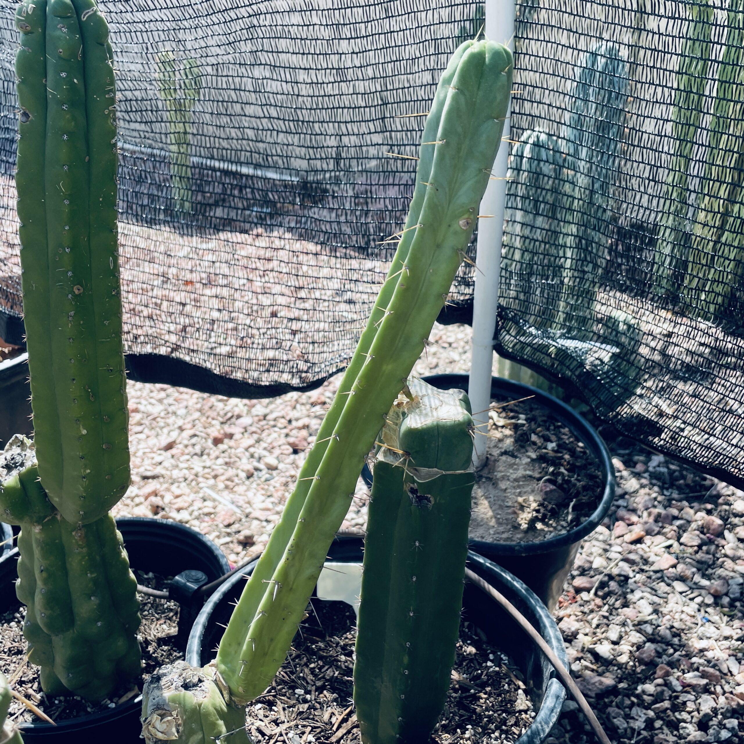 14in T. Bridgesii "SS02 x Wowie" Cutting