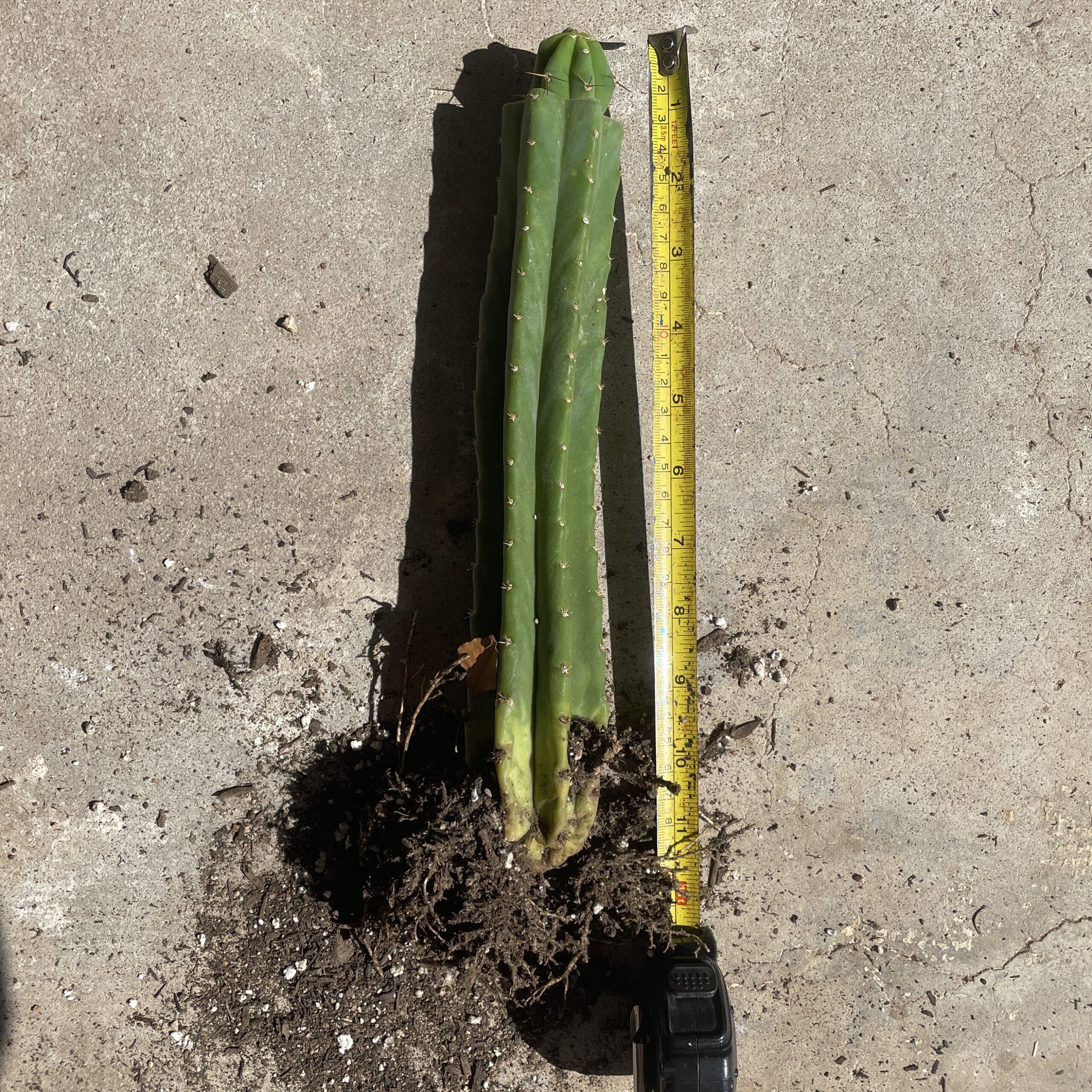 T. Bridgesii "Skip Jones" Tip Graft on PC - From Shulgin's Garden