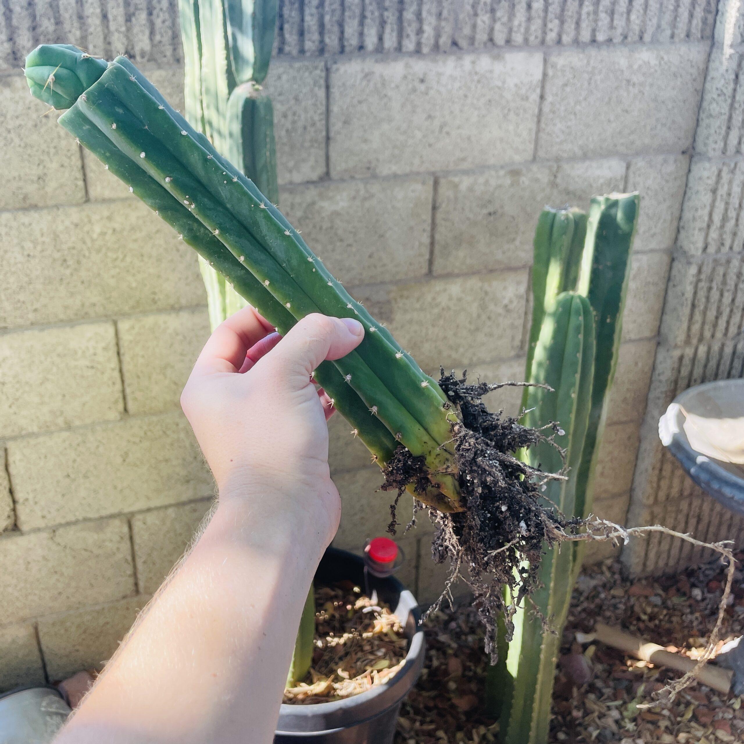 T. Bridgesii "Skip Jones" Tip Graft on PC - From Shulgin's Garden