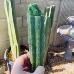 T. Bridgesii "Skip Jones" Tip Graft on PC - From Shulgin's Garden