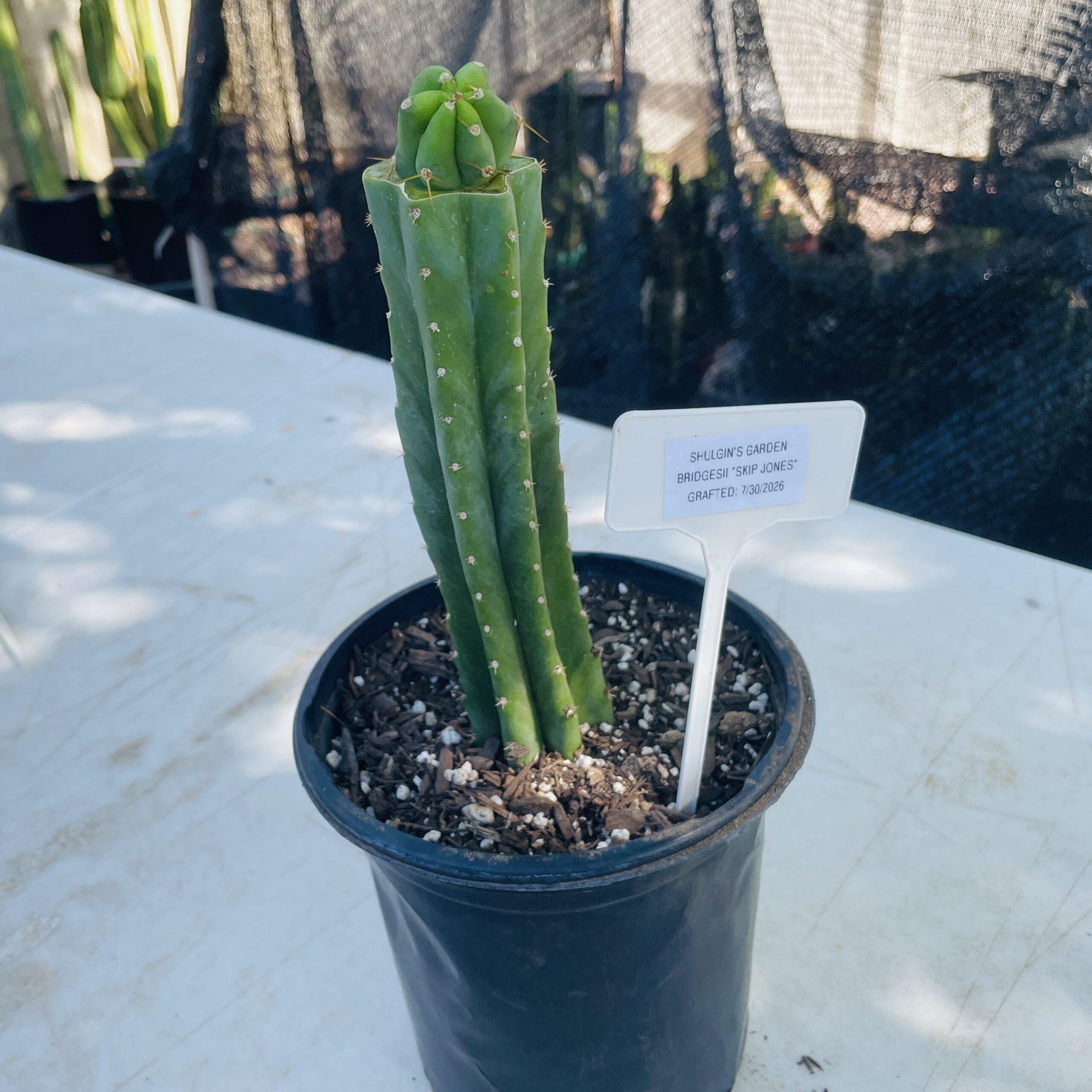 T. Bridgesii "Skip Jones" Tip Graft on PC - From Shulgin's Garden
