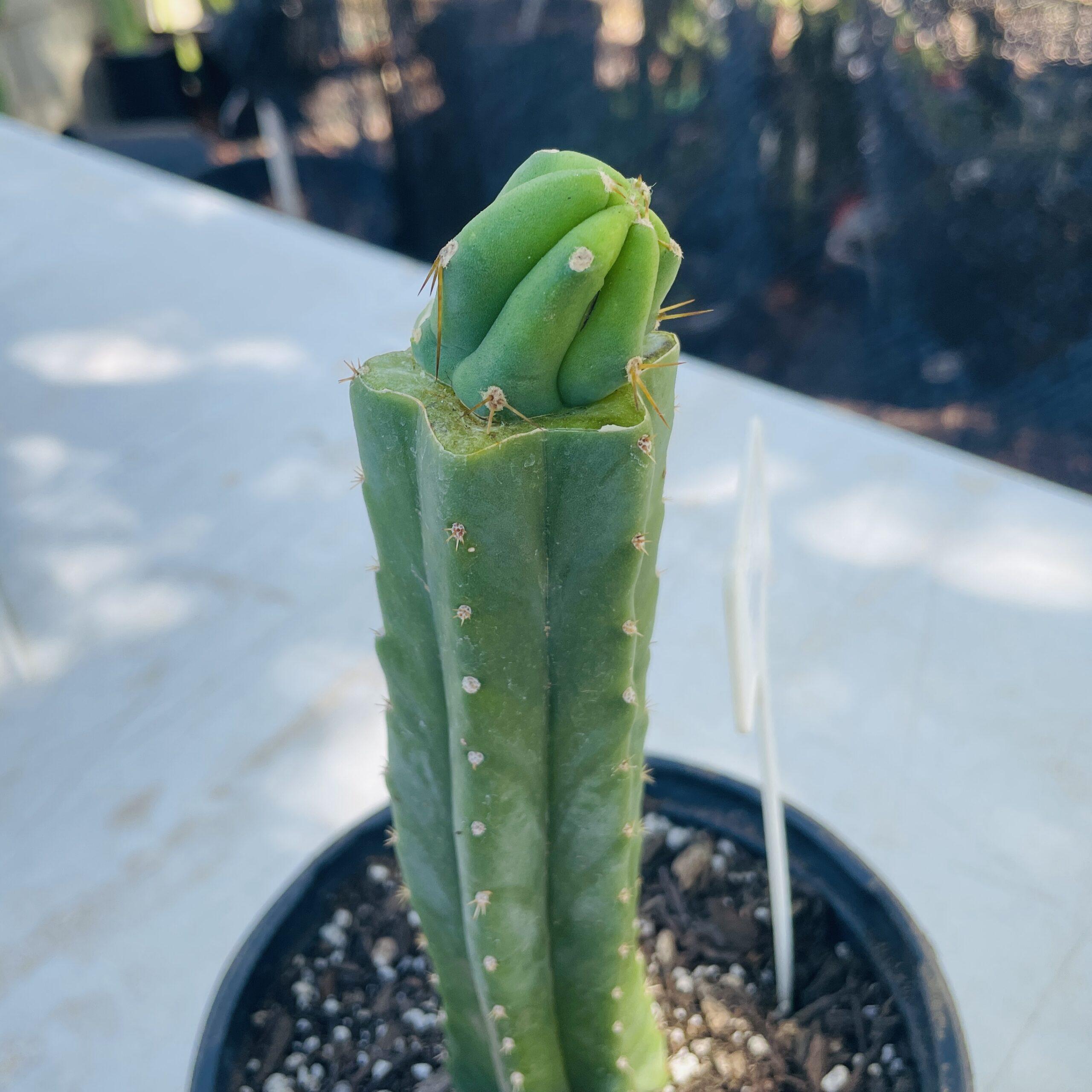 T. Bridgesii "Skip Jones" Tip Graft on PC - From Shulgin's Garden