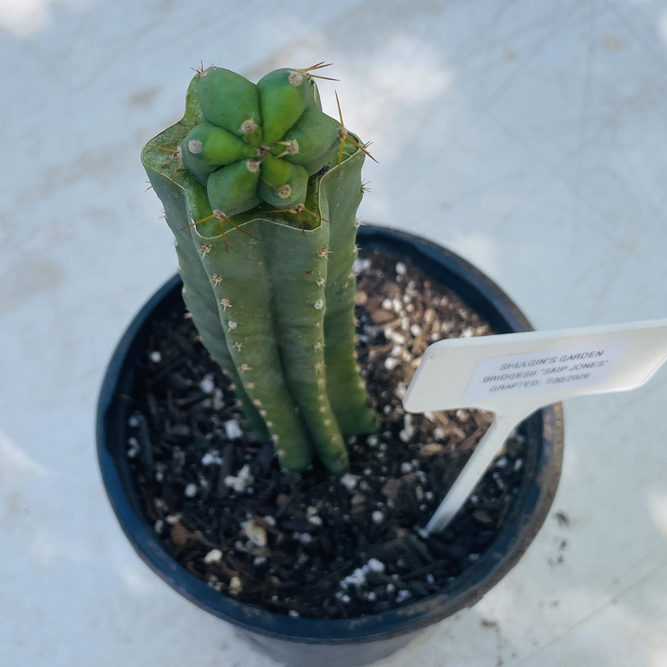 T. Bridgesii "Skip Jones" Tip Graft on PC - From Shulgin's Garden