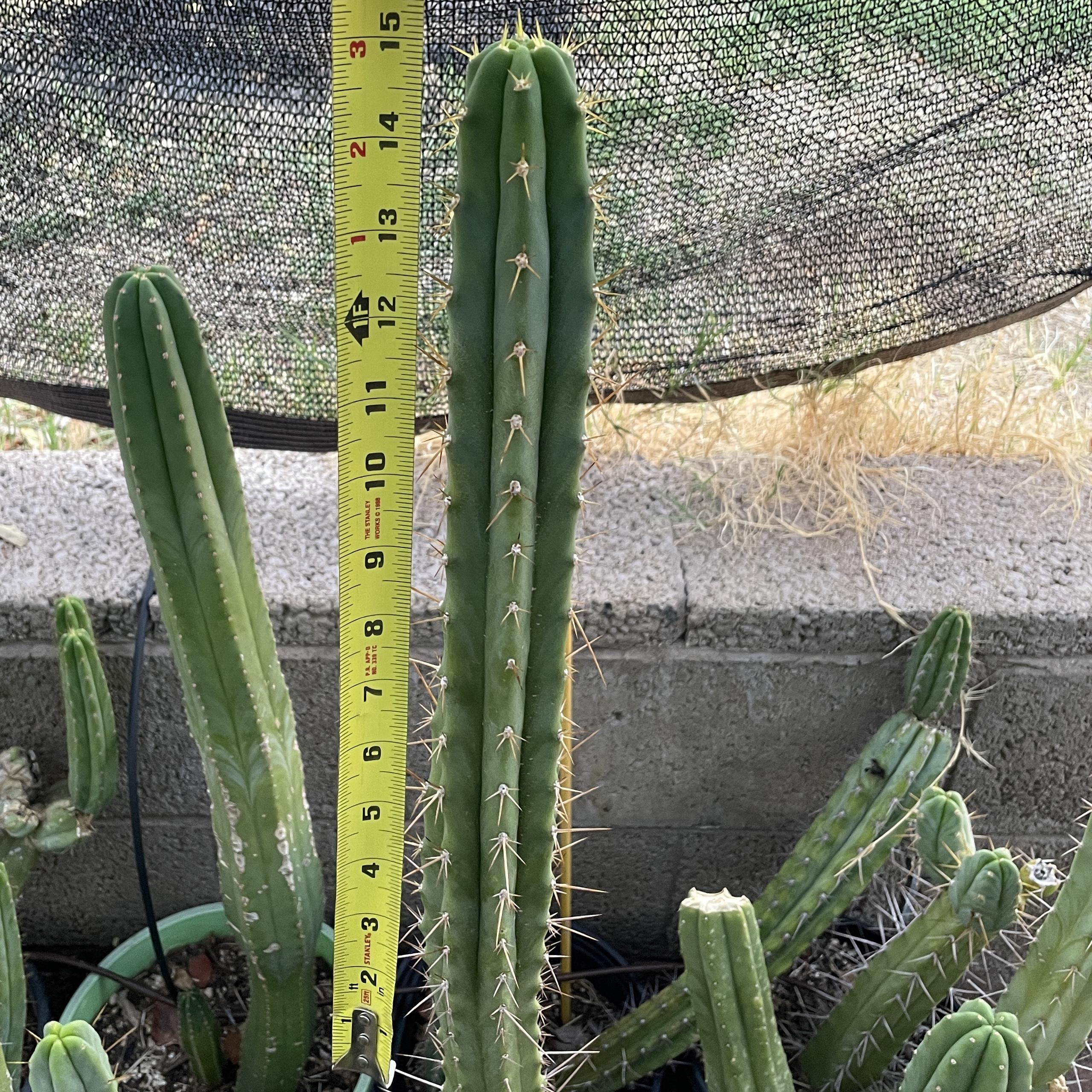 15 inch Super Pedro x SS Bridgesii Cutting