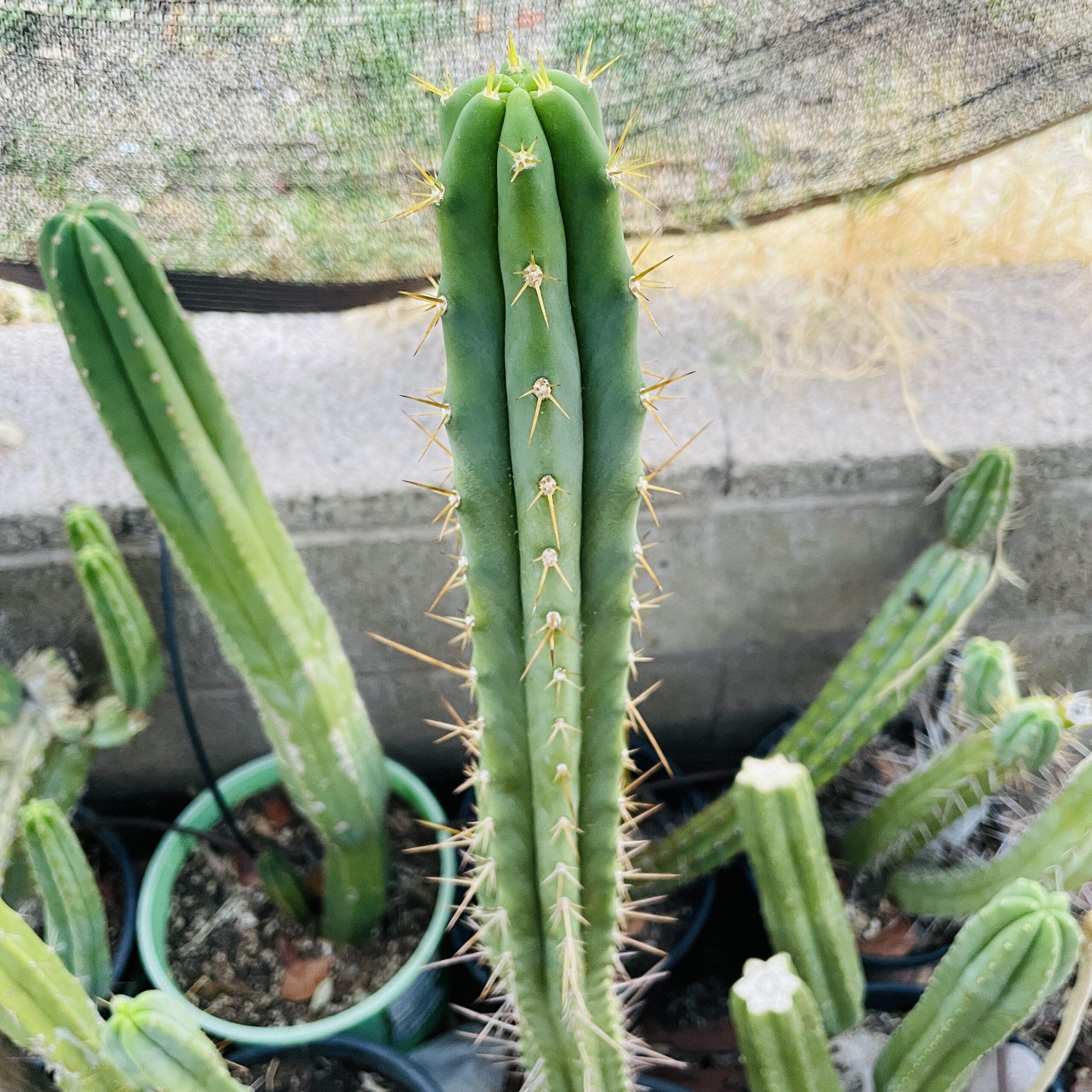 15 inch Super Pedro x SS Bridgesii Cutting