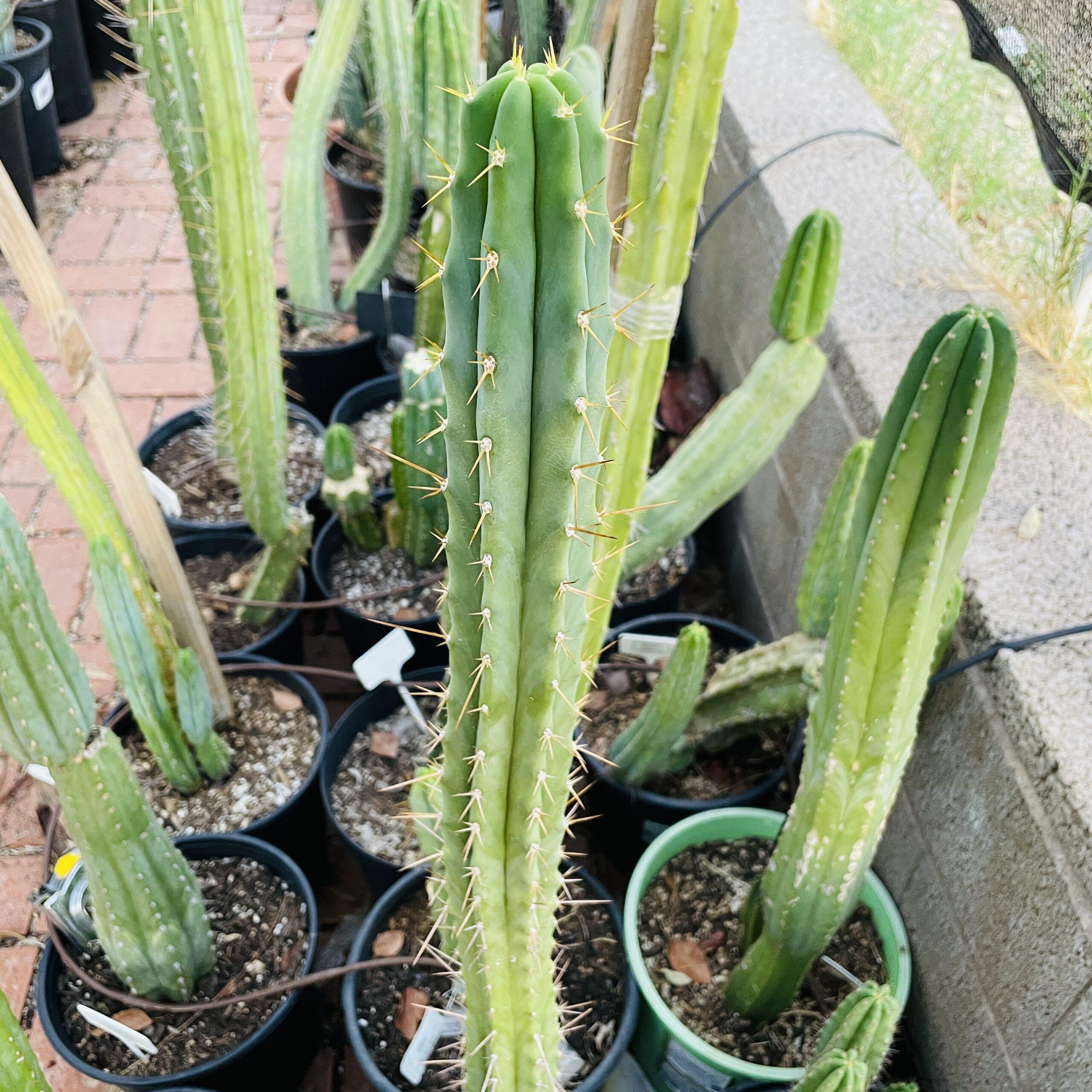 15 inch Super Pedro x SS Bridgesii Cutting