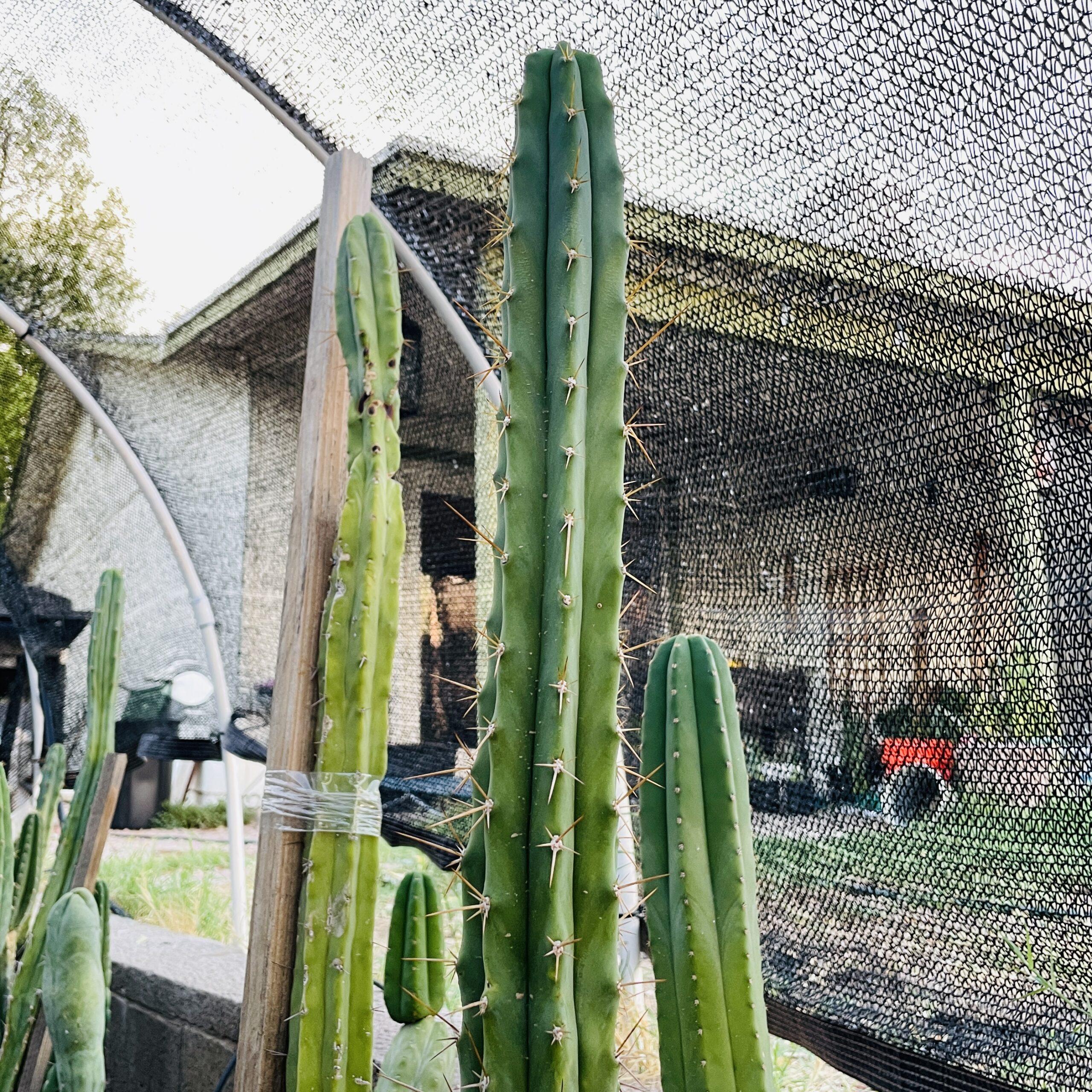 15 inch Super Pedro x SS Bridgesii Cutting