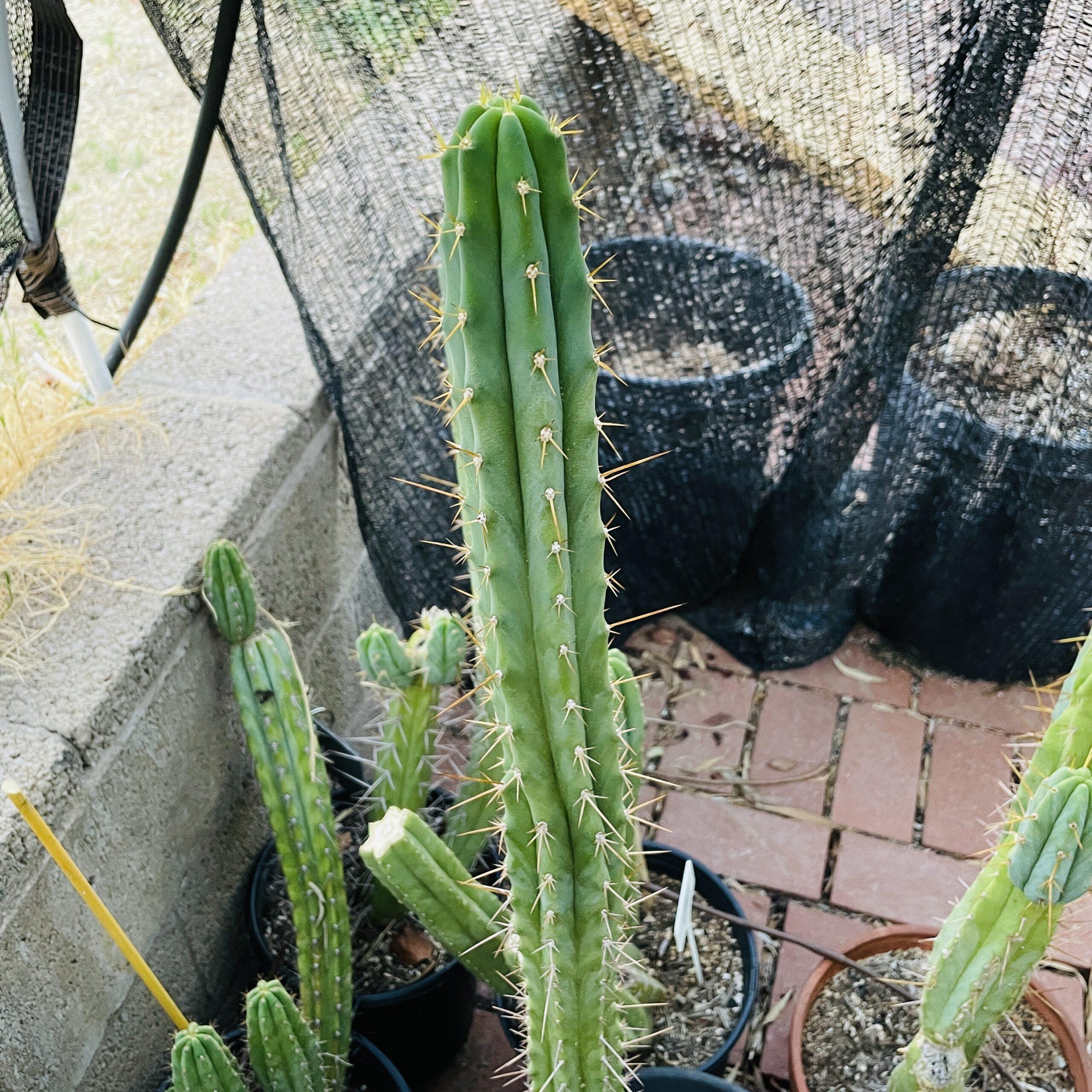15 inch Super Pedro x SS Bridgesii Cutting