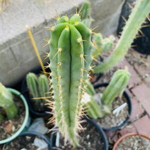 15 inch Super Pedro x SS Bridgesii Cutting