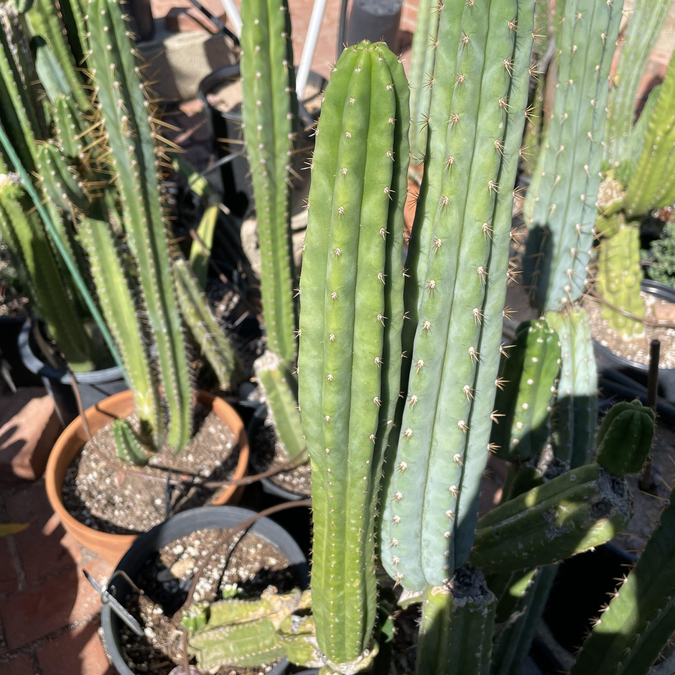 12 inch San Pedro "Ogunbodede" (Ogun) Cutting