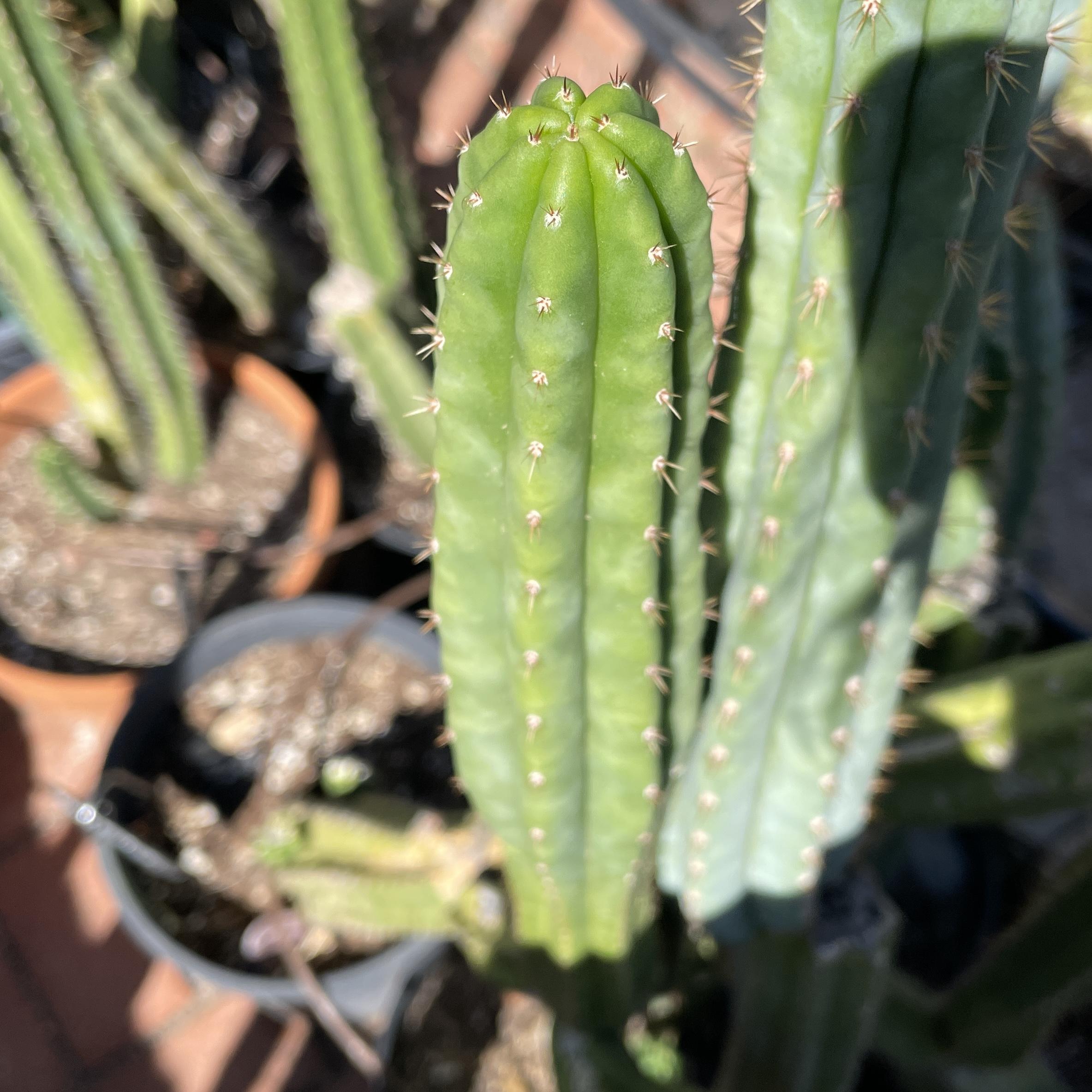 12 inch San Pedro "Ogunbodede" (Ogun) Cutting