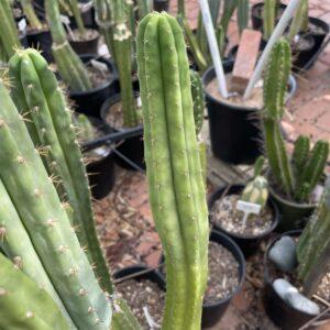 12 inch San Pedro "Ogunbodede" (Ogun) Cutting