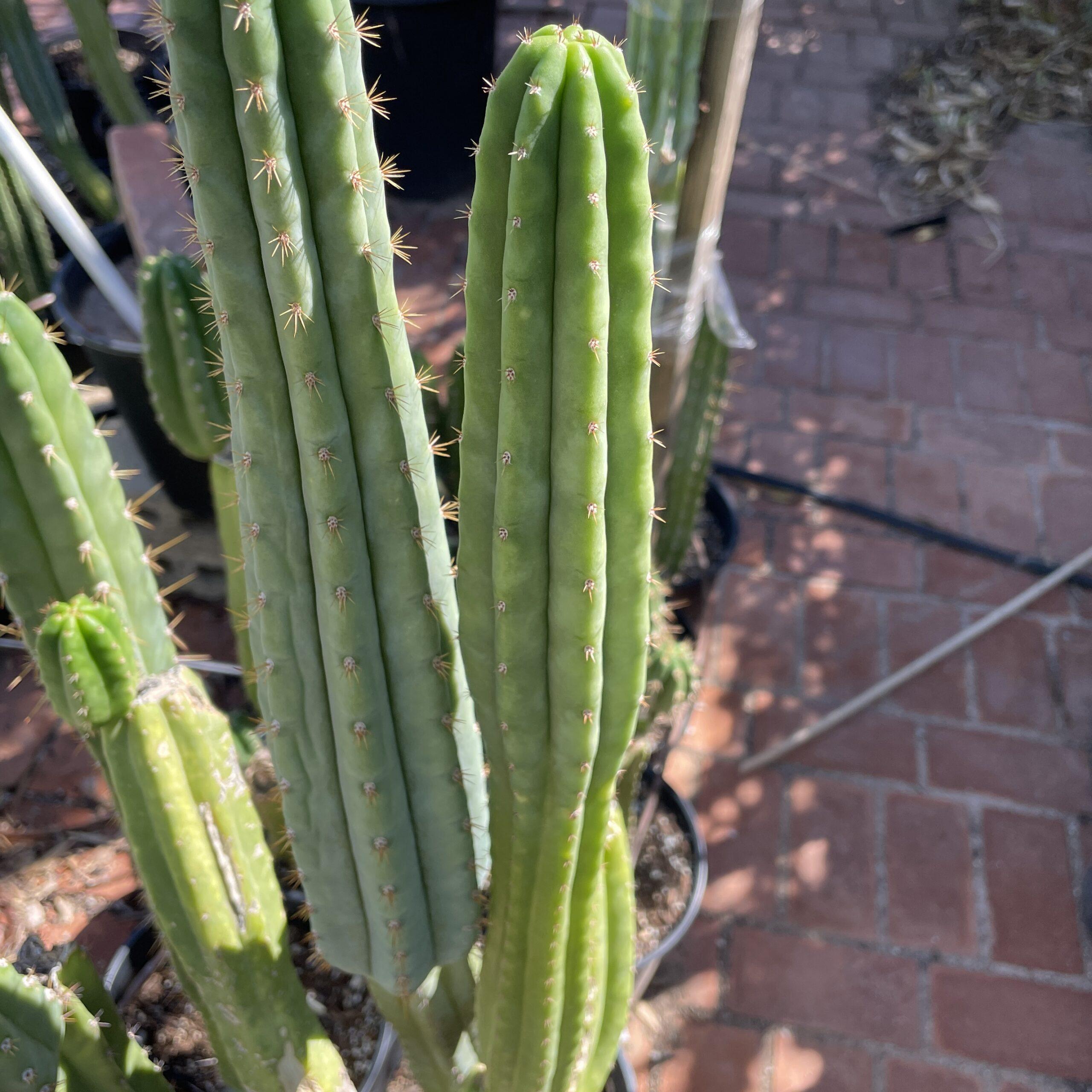 12 inch San Pedro "Ogunbodede" (Ogun) Cutting