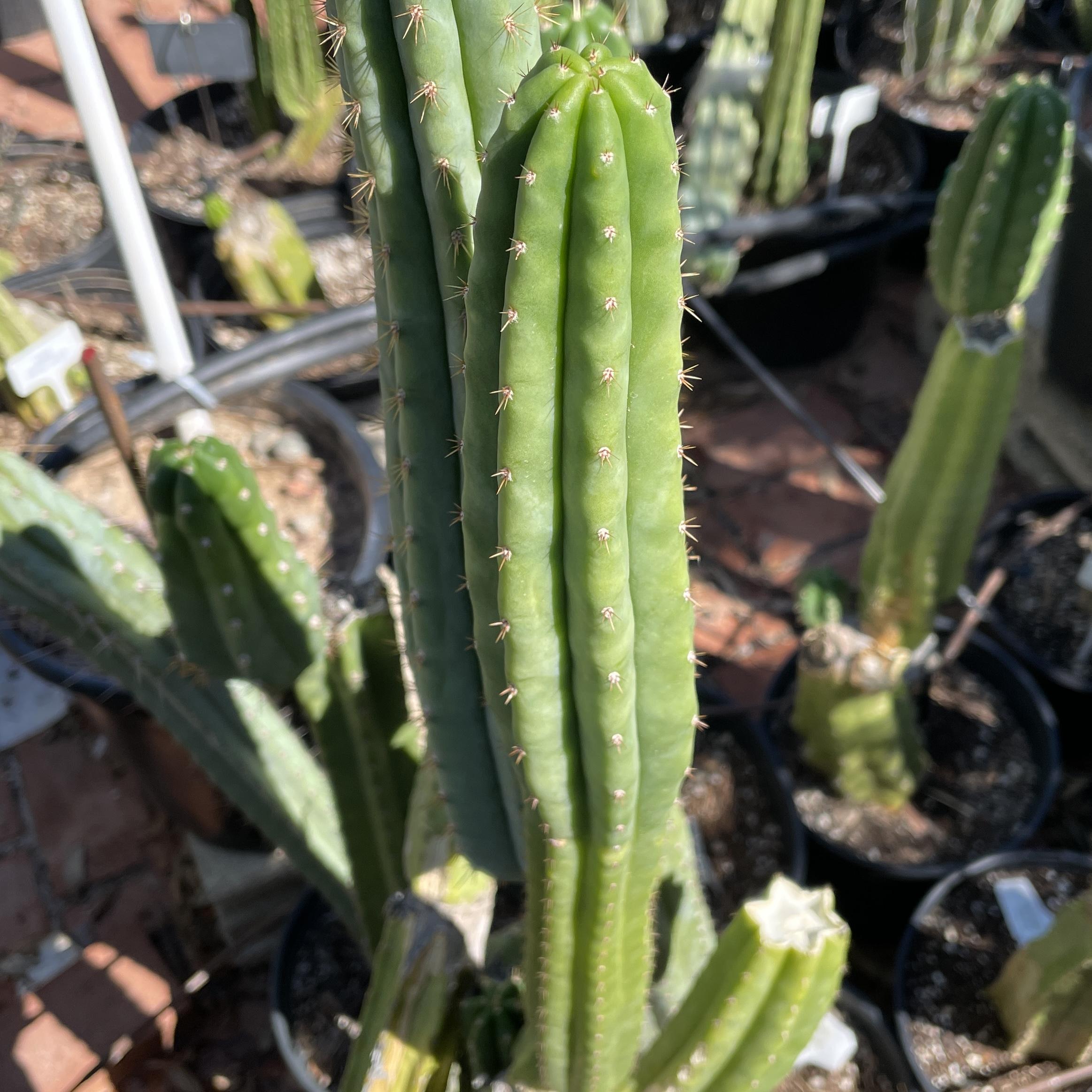 12 inch San Pedro "Ogunbodede" (Ogun) Cutting