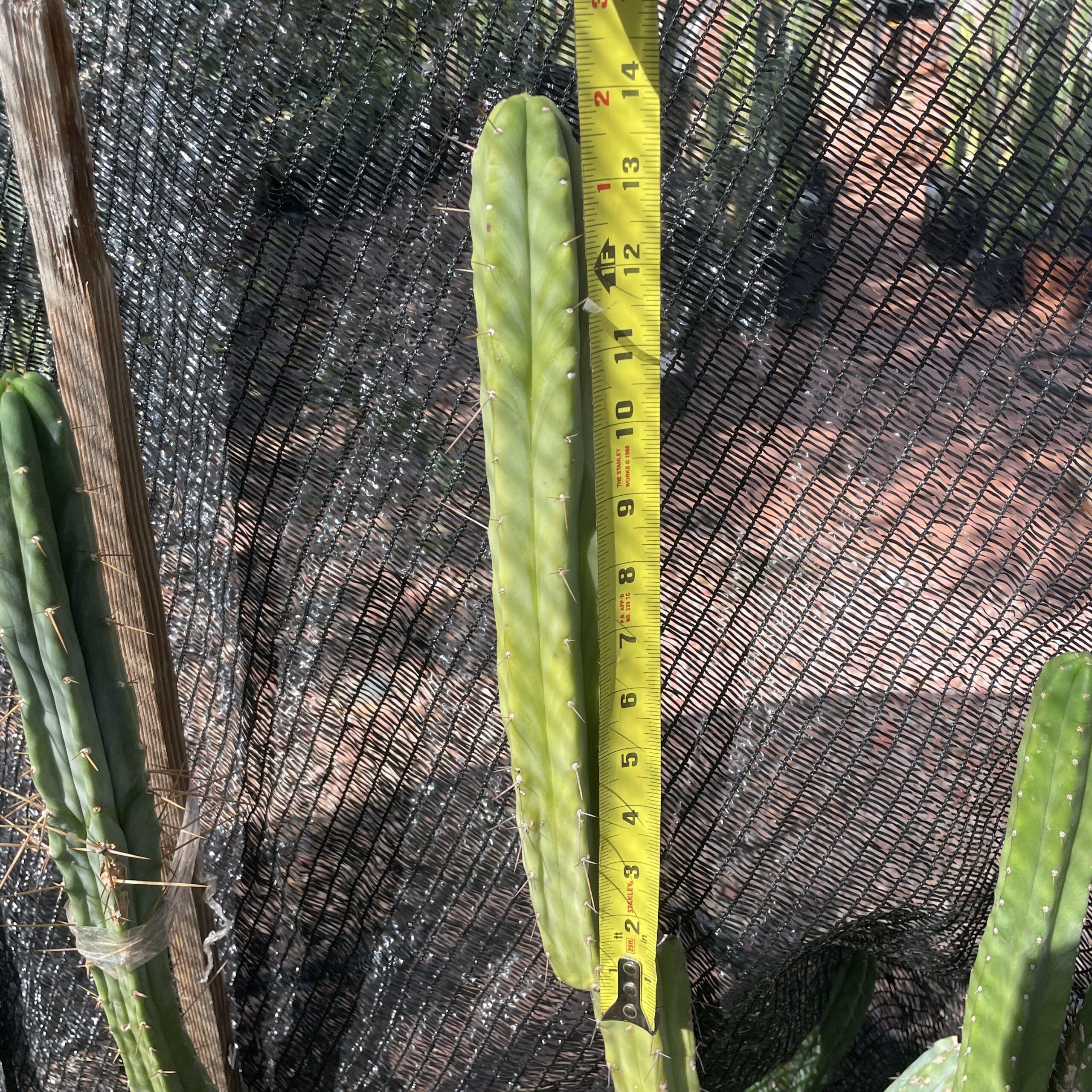14 inch T. bridgesii "Bolivian Torch" Cutting