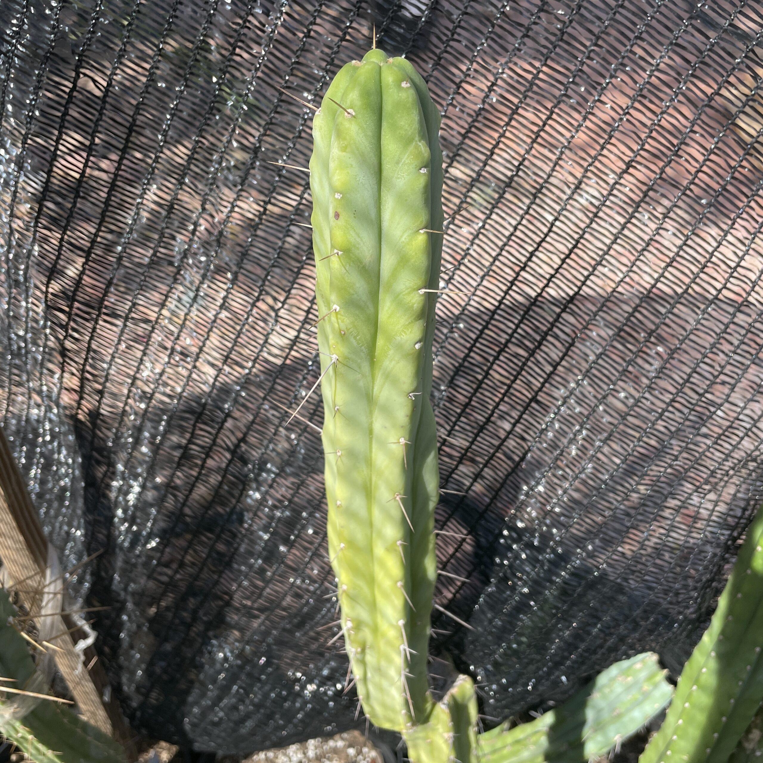 14 inch T. bridgesii "Bolivian Torch" Cutting