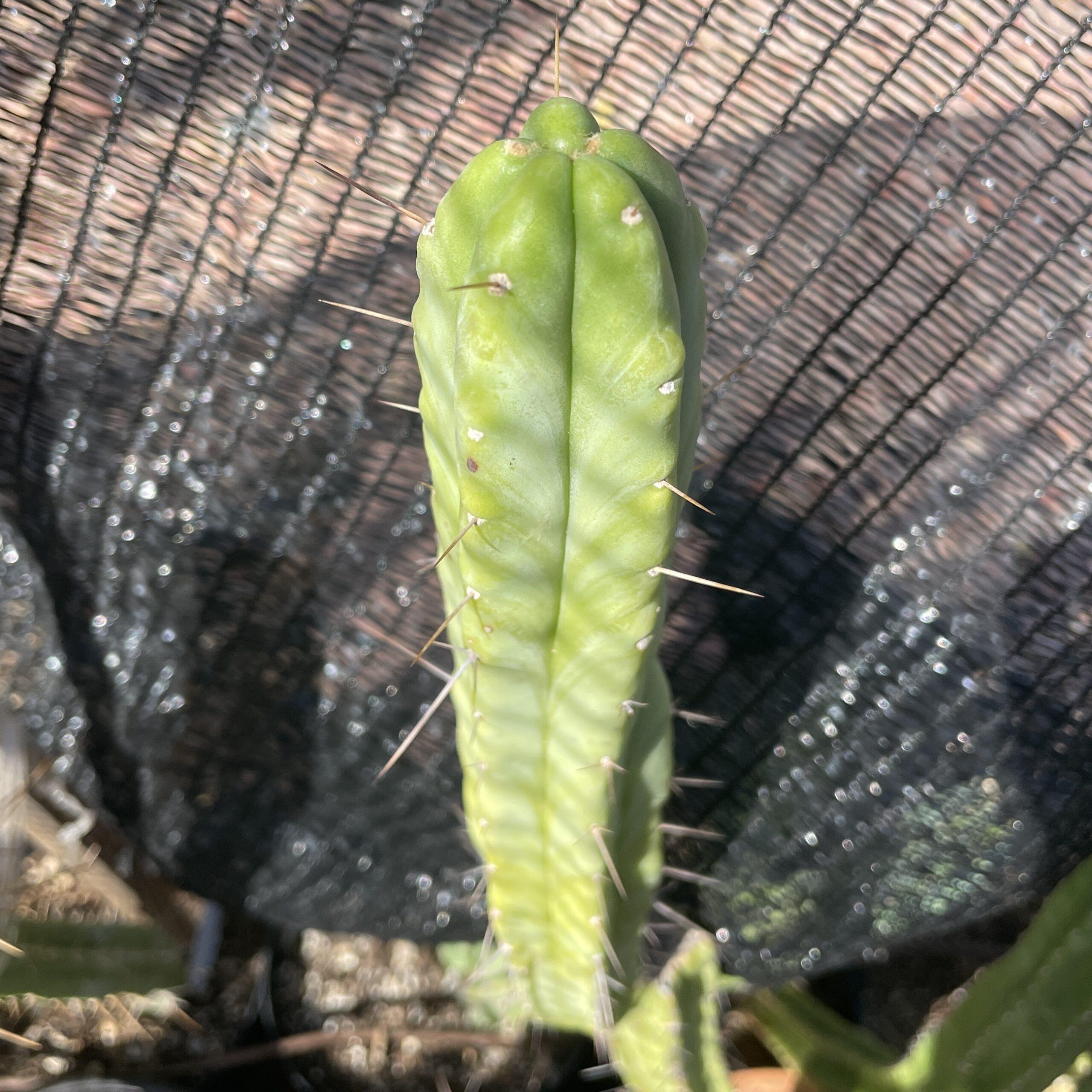 14 inch T. bridgesii "Bolivian Torch" Cutting