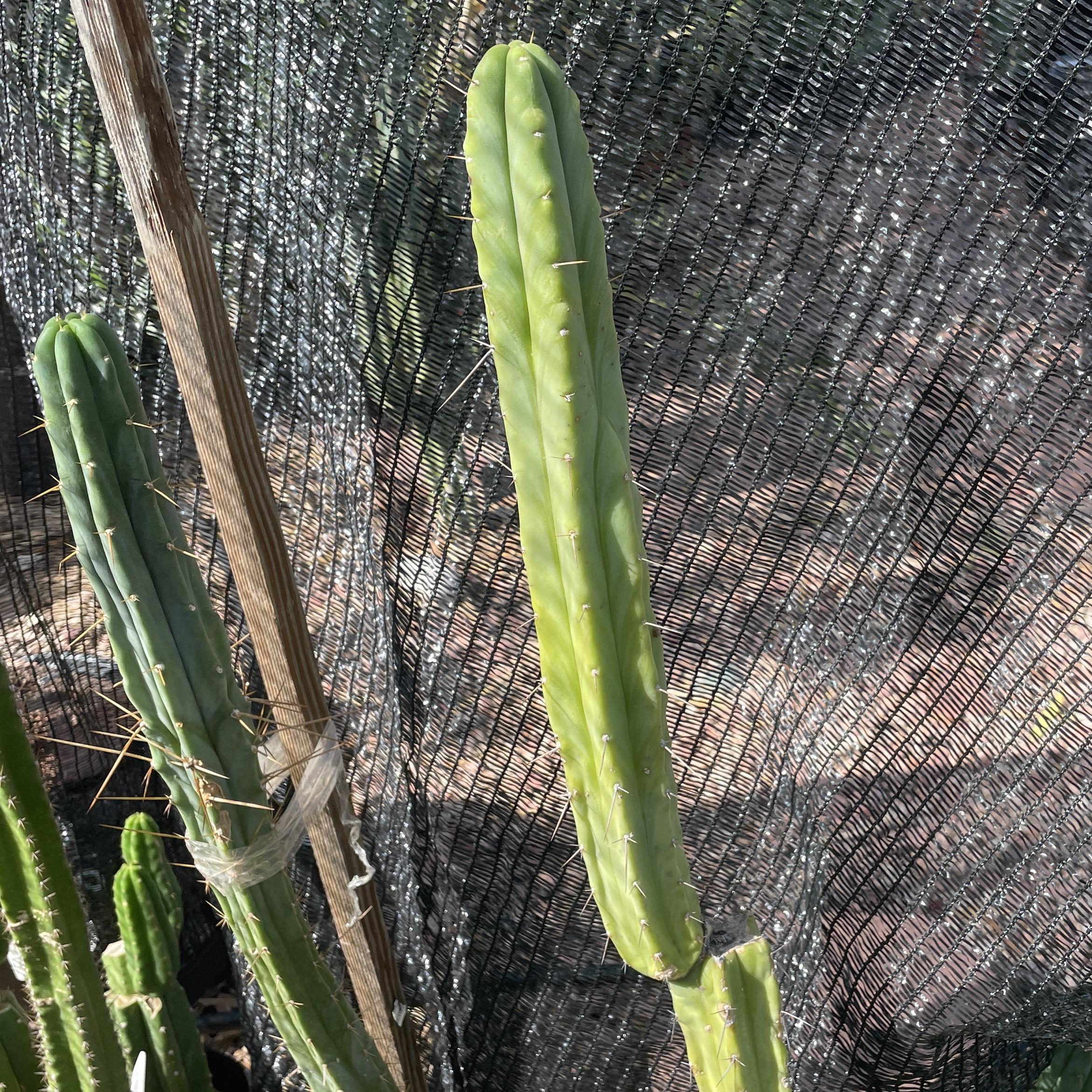 14 inch T. bridgesii "Bolivian Torch" Cutting