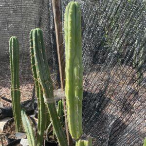 14 inch T. bridgesii "Bolivian Torch" Cutting