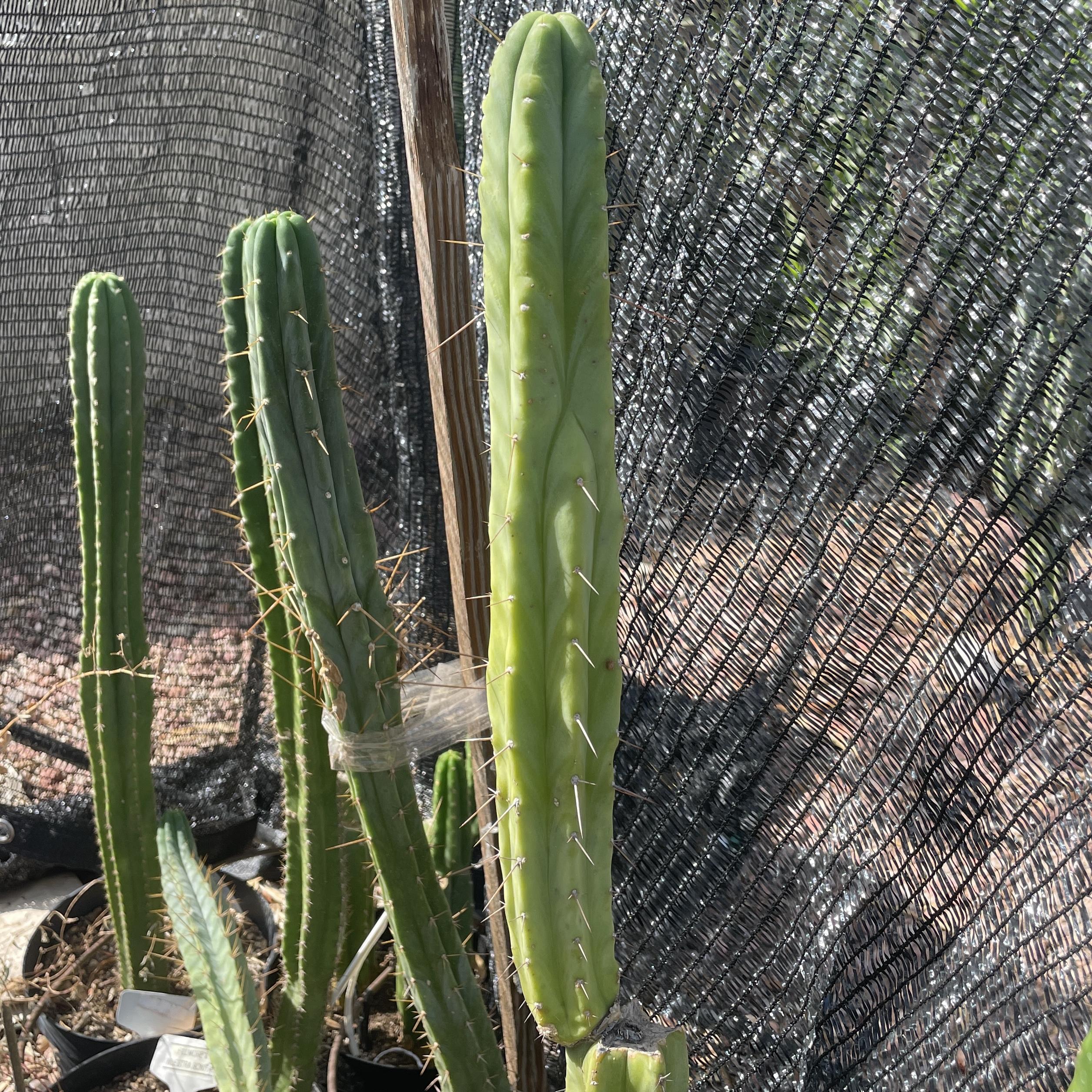 14 inch T. bridgesii "Bolivian Torch" Cutting