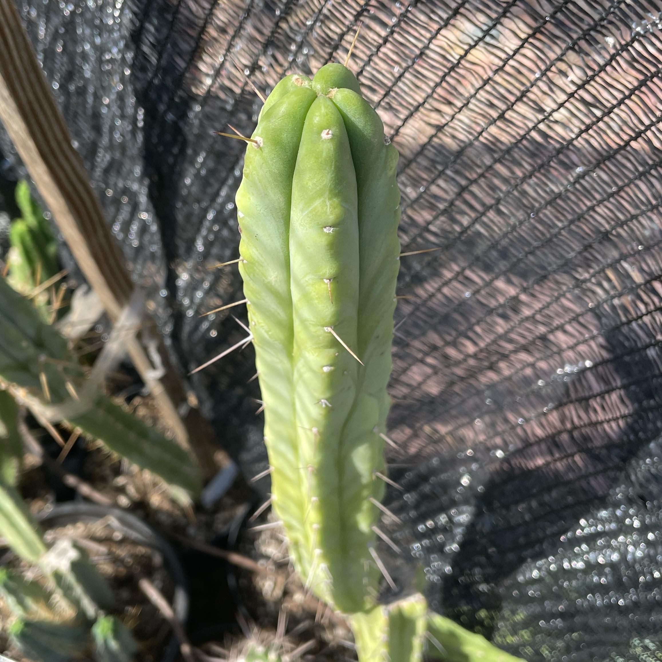14 inch T. bridgesii "Bolivian Torch" Cutting