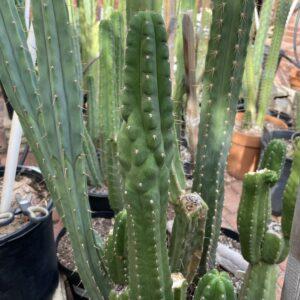 15 inch San Pedro "TPM" Cutting