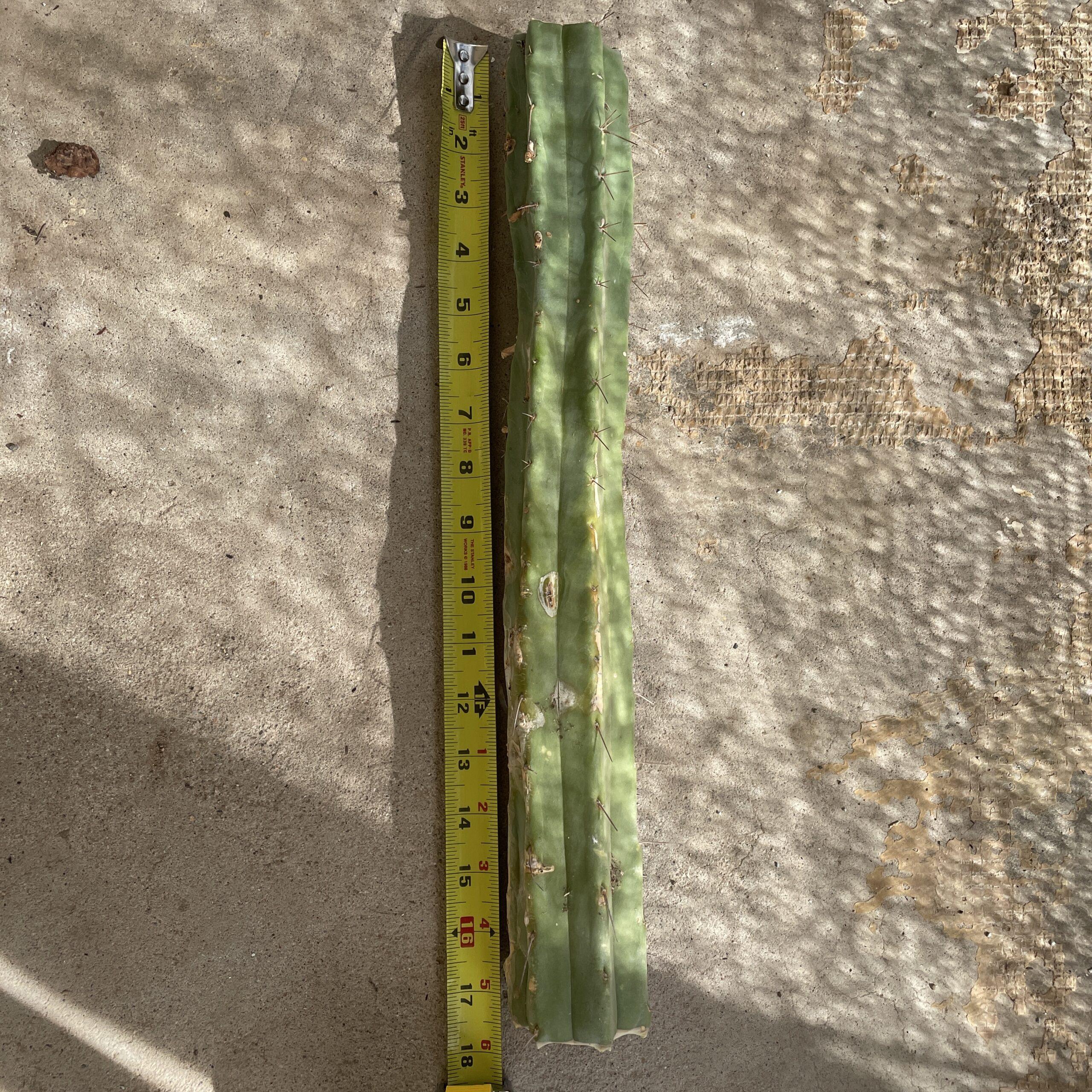 15 inch T. bridgesii "Dayman" Mid Cutting