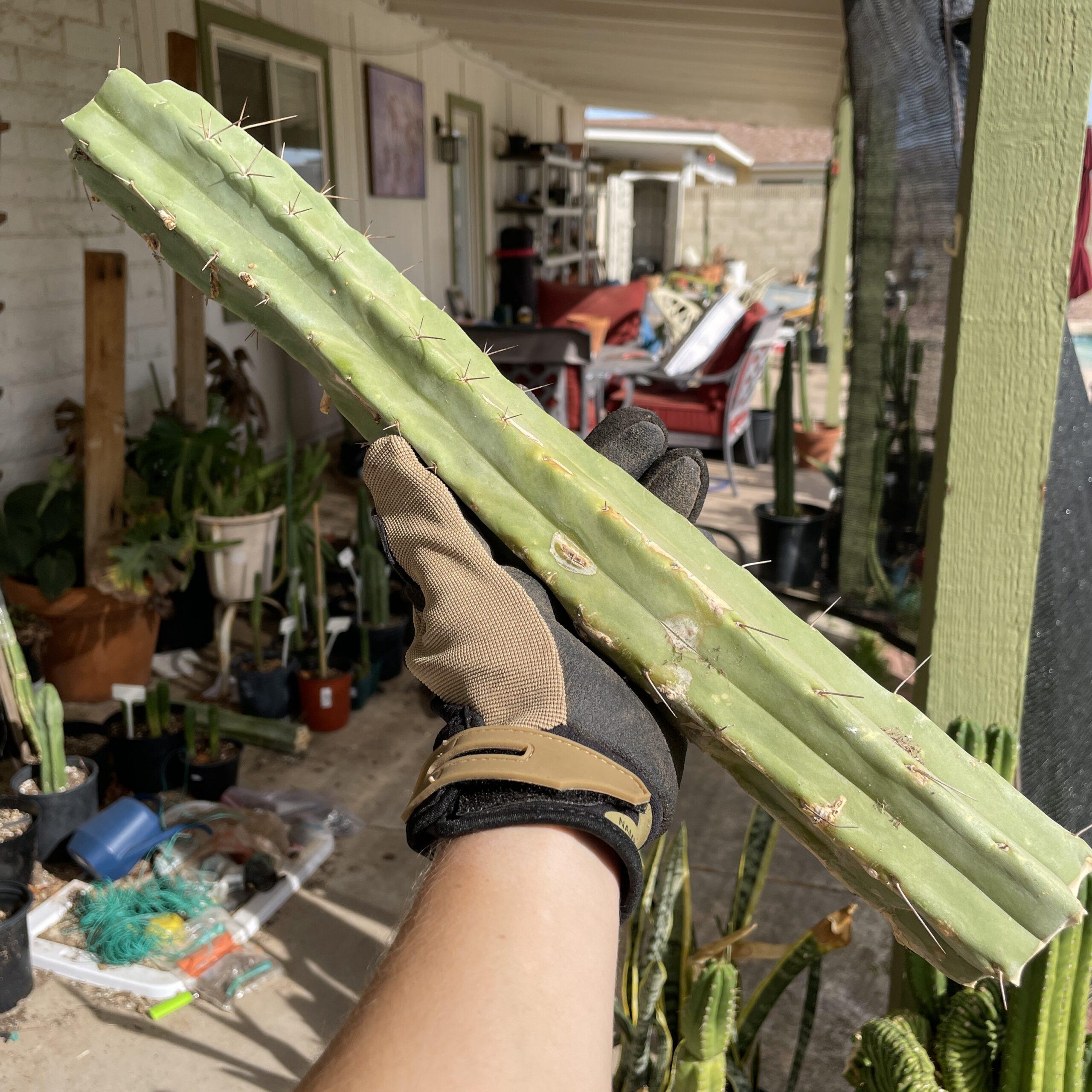 15 inch T. bridgesii "Dayman" Mid Cutting