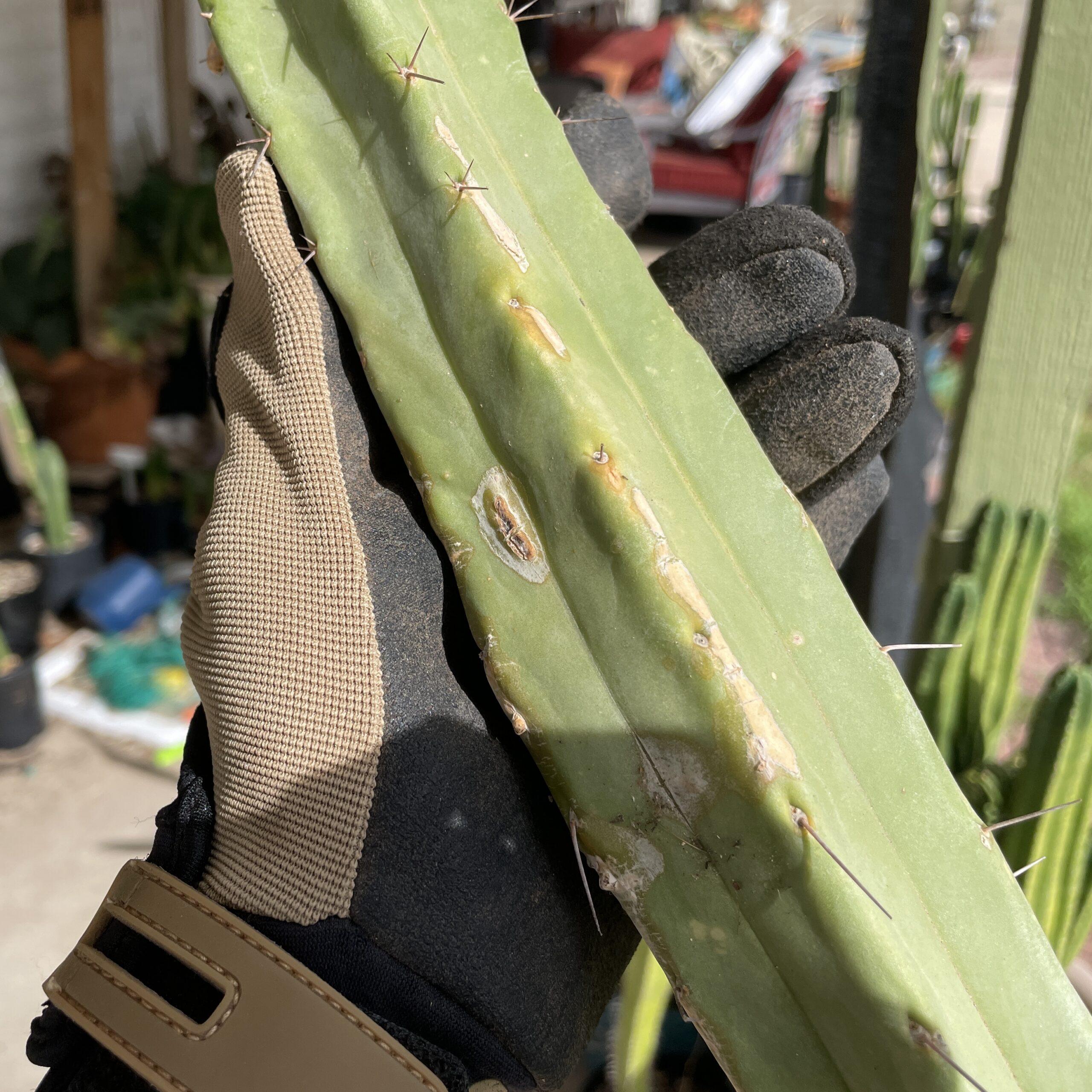 15 inch T. bridgesii "Dayman" Mid Cutting