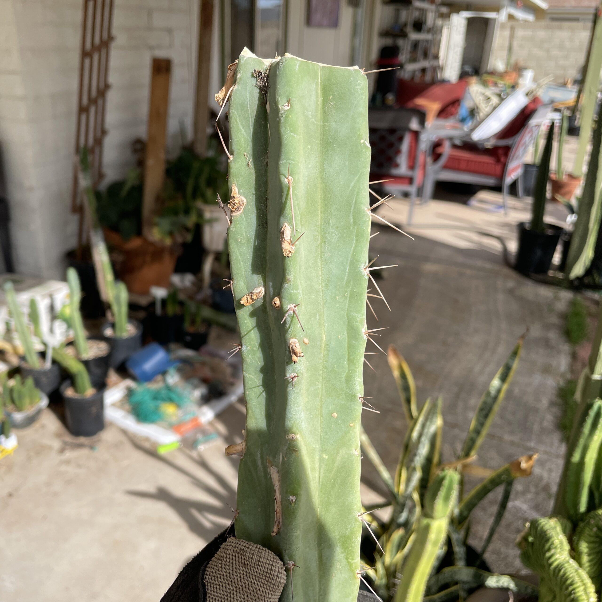 15 inch T. bridgesii "Dayman" Mid Cutting