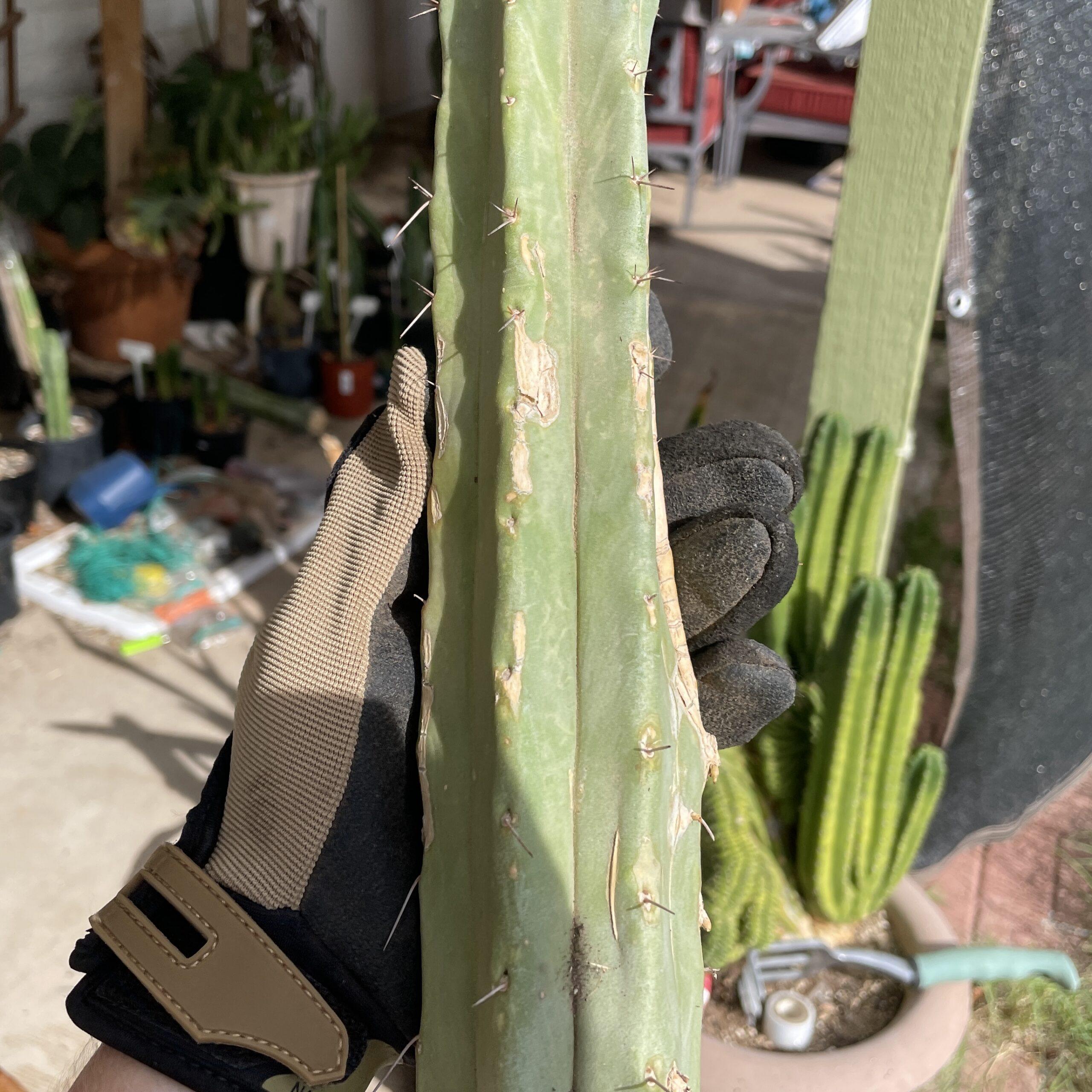 15 inch T. bridgesii "Dayman" Mid Cutting