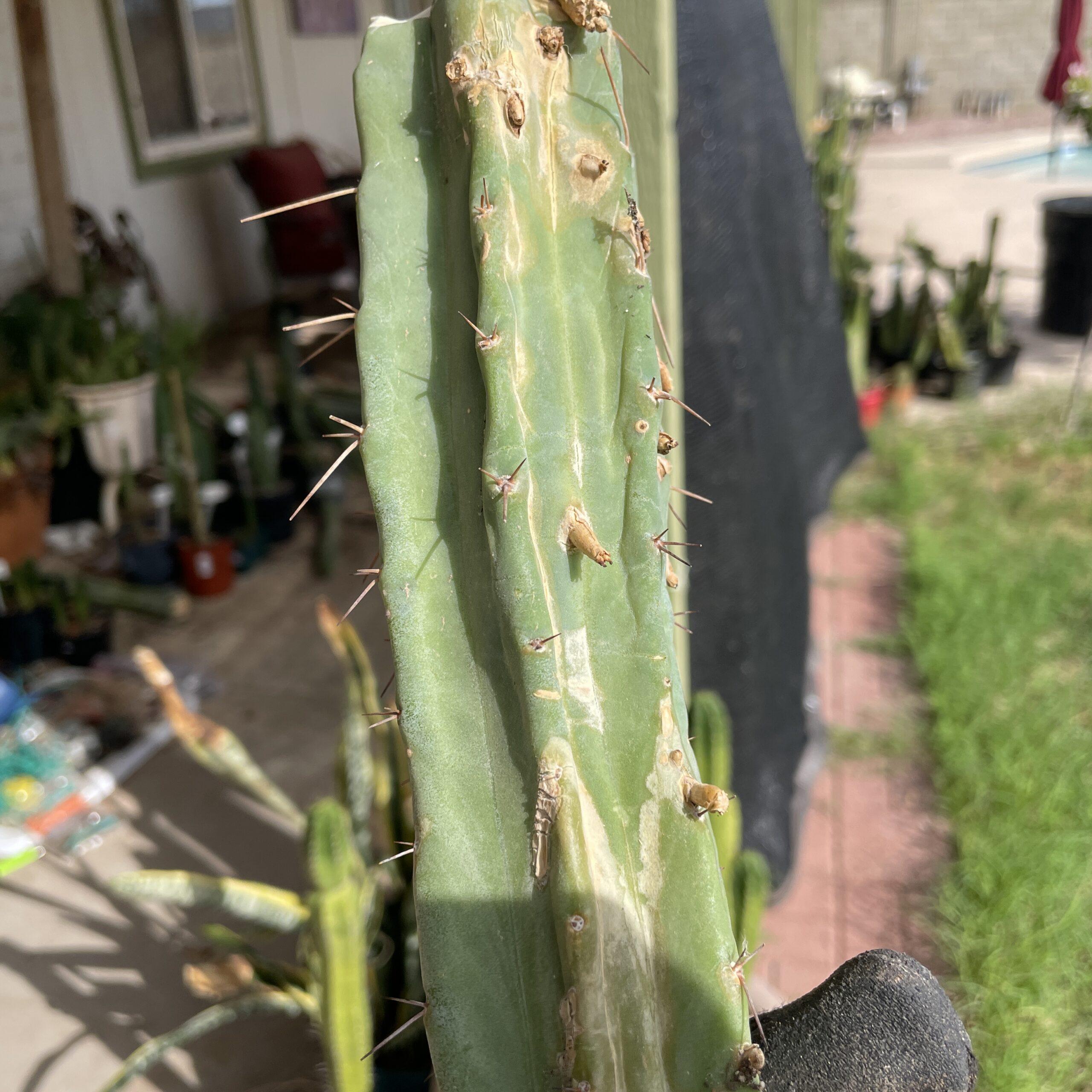 15 inch T. bridgesii "Dayman" Mid Cutting
