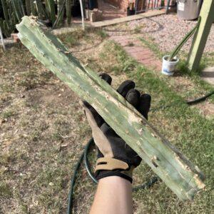 15 inch T. bridgesii "Dayman" Mid Cutting