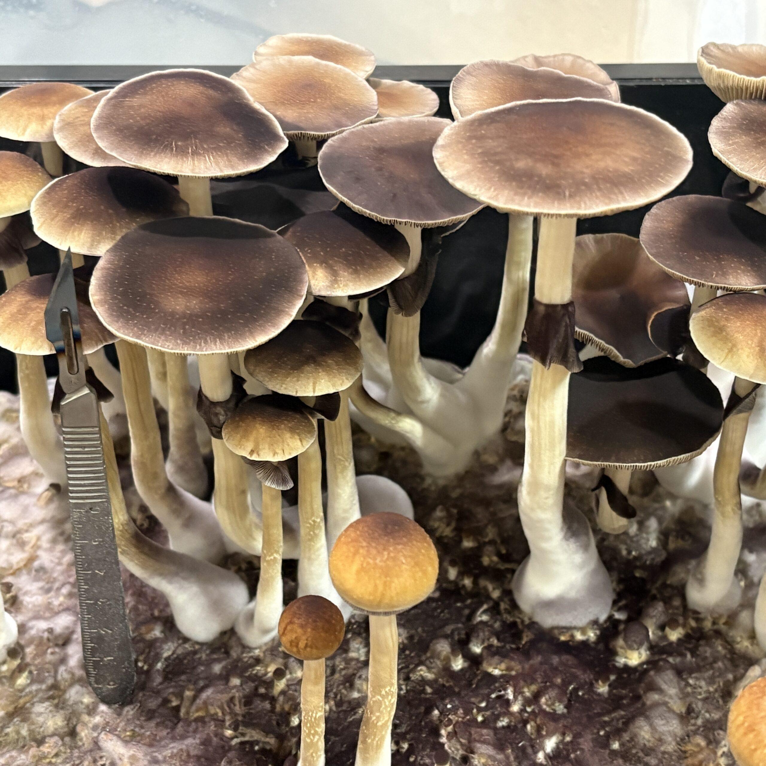 Maui Wowie Spores