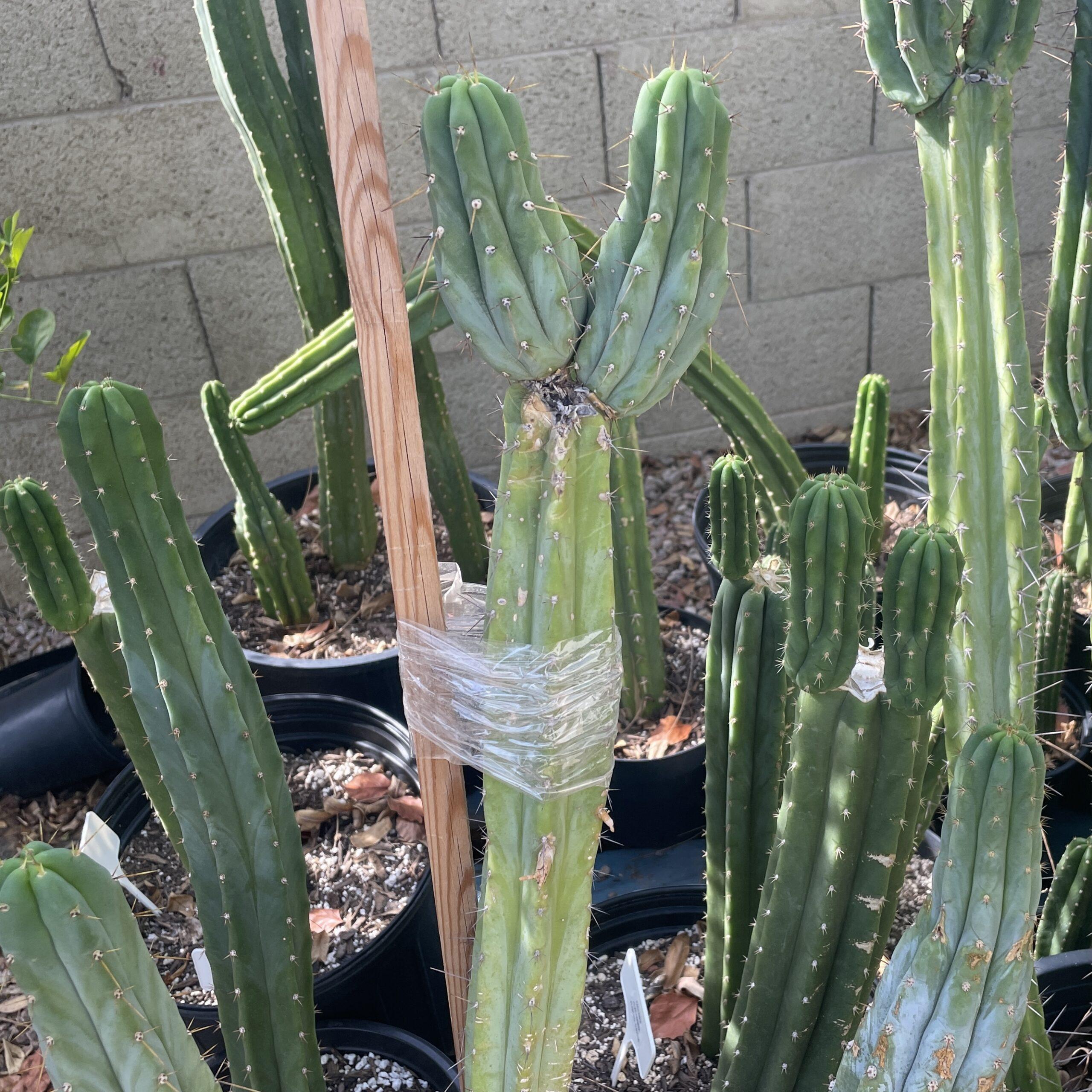 T. Bridgesii "Lumberjack" Cutting