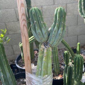 T. Bridgesii "Lumberjack" Cutting
