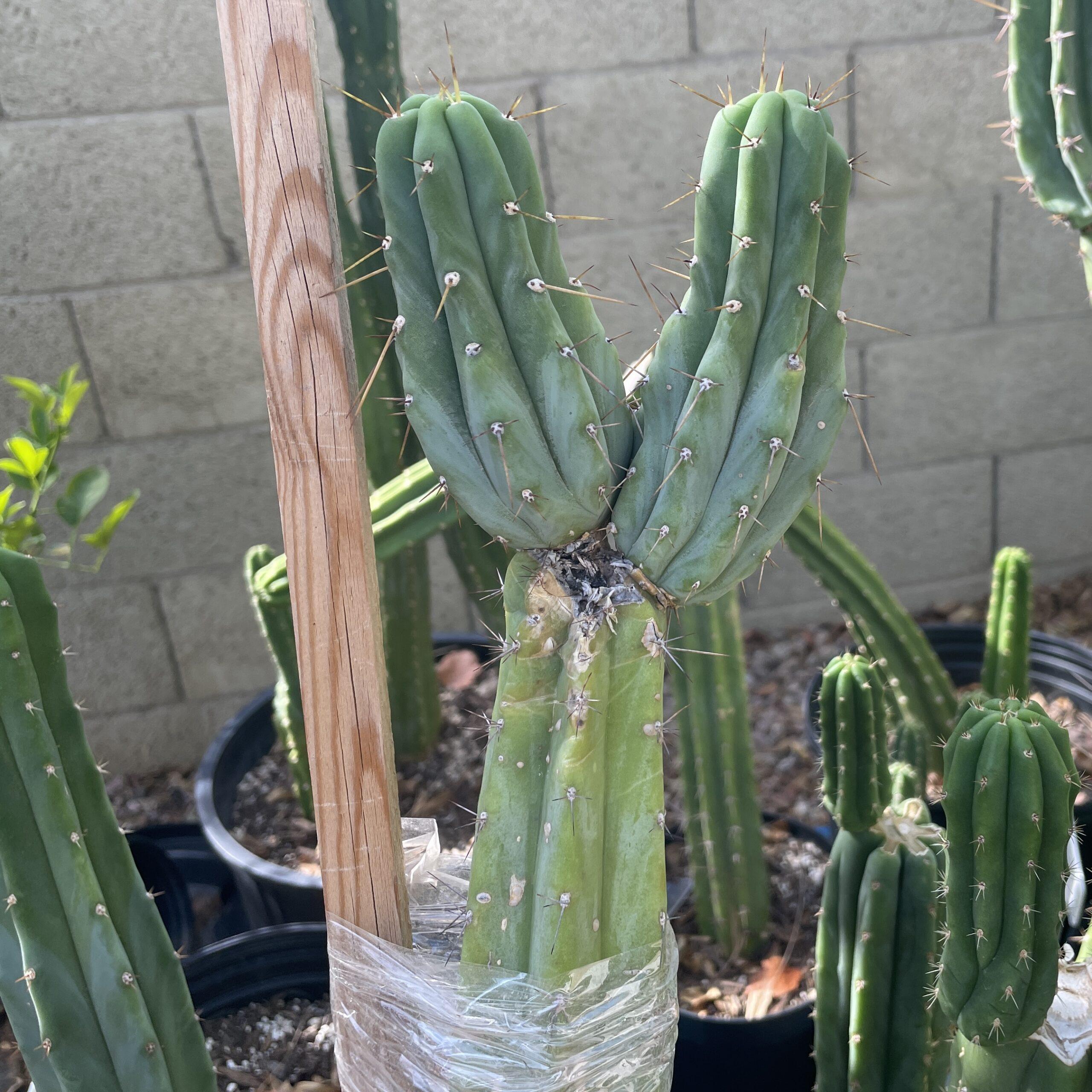 T. Bridgesii "Lumberjack" Cutting