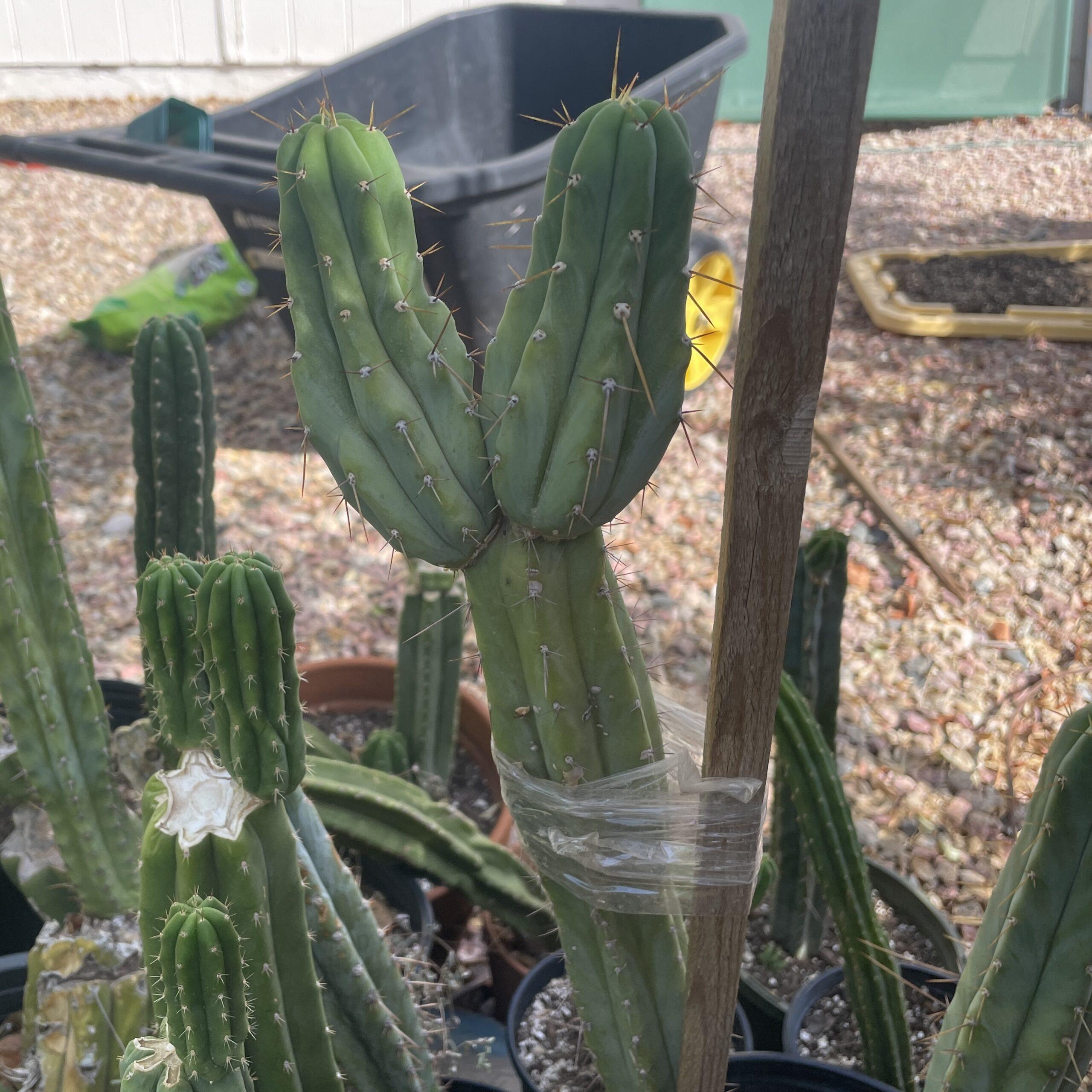 T. Bridgesii "Lumberjack" Cutting