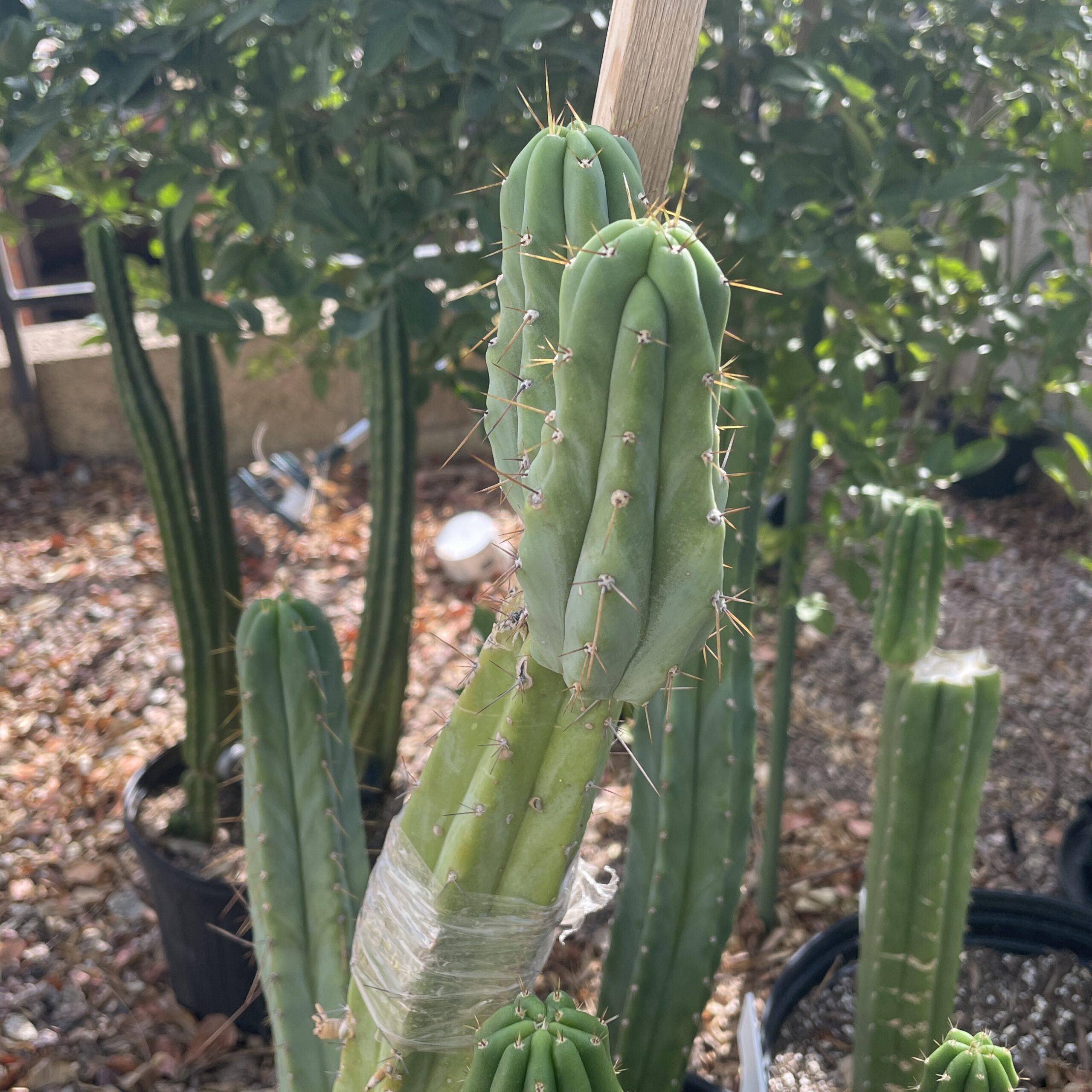 T. Bridgesii "Lumberjack" Cutting
