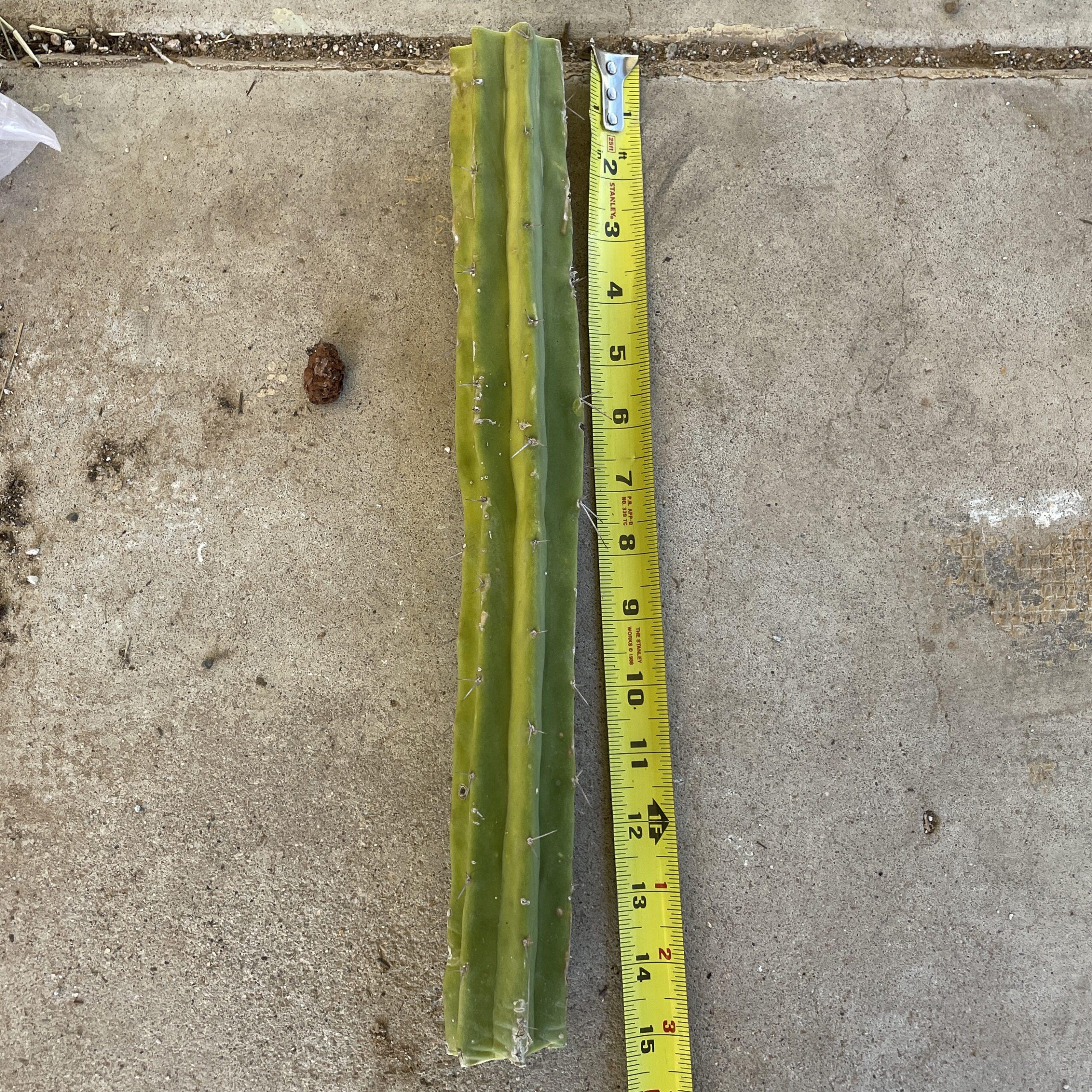 15in T. Bridgesii "Lotusland" Mid-Cutting