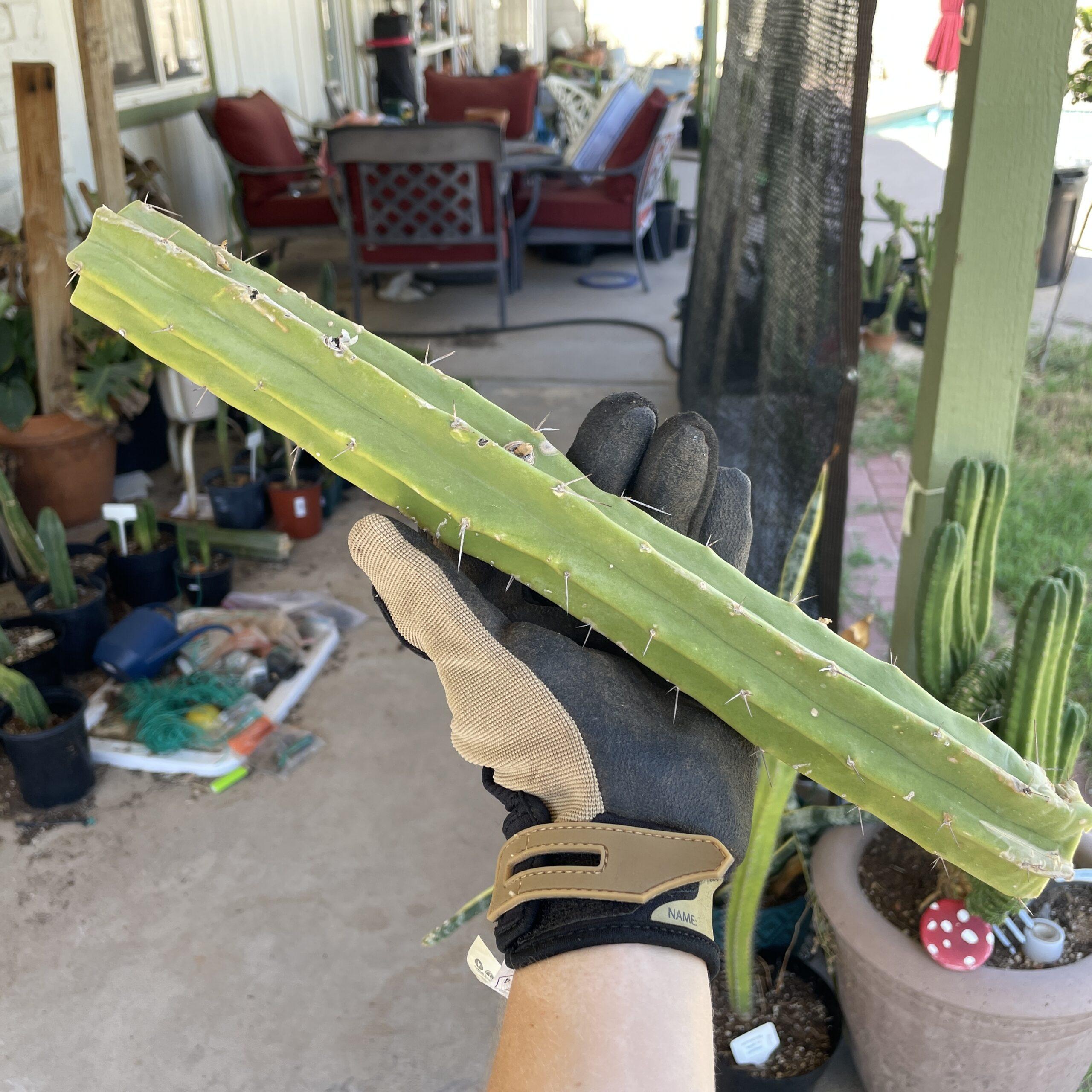 15in T. Bridgesii "Lotusland" Mid-Cutting
