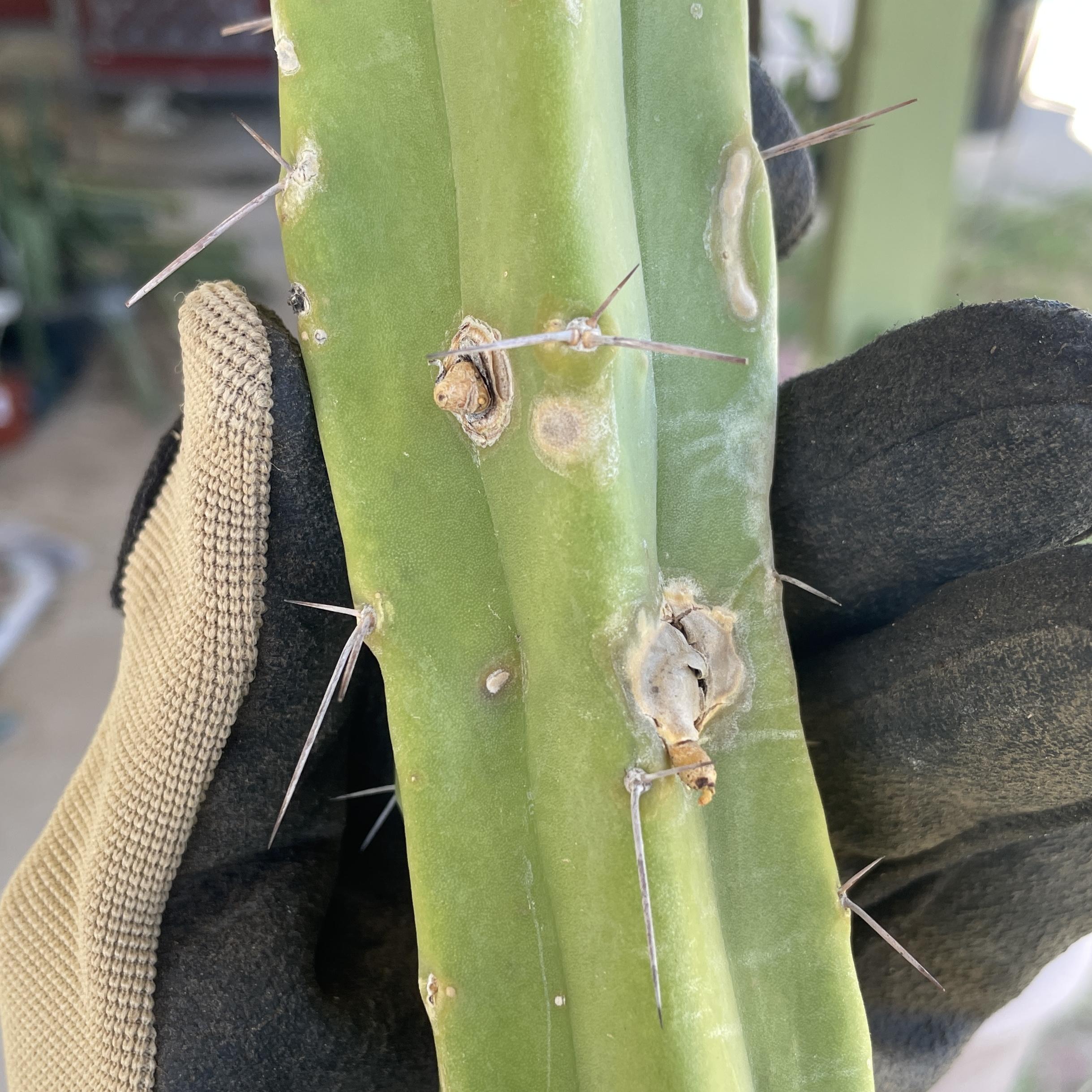 15in T. Bridgesii "Lotusland" Mid-Cutting