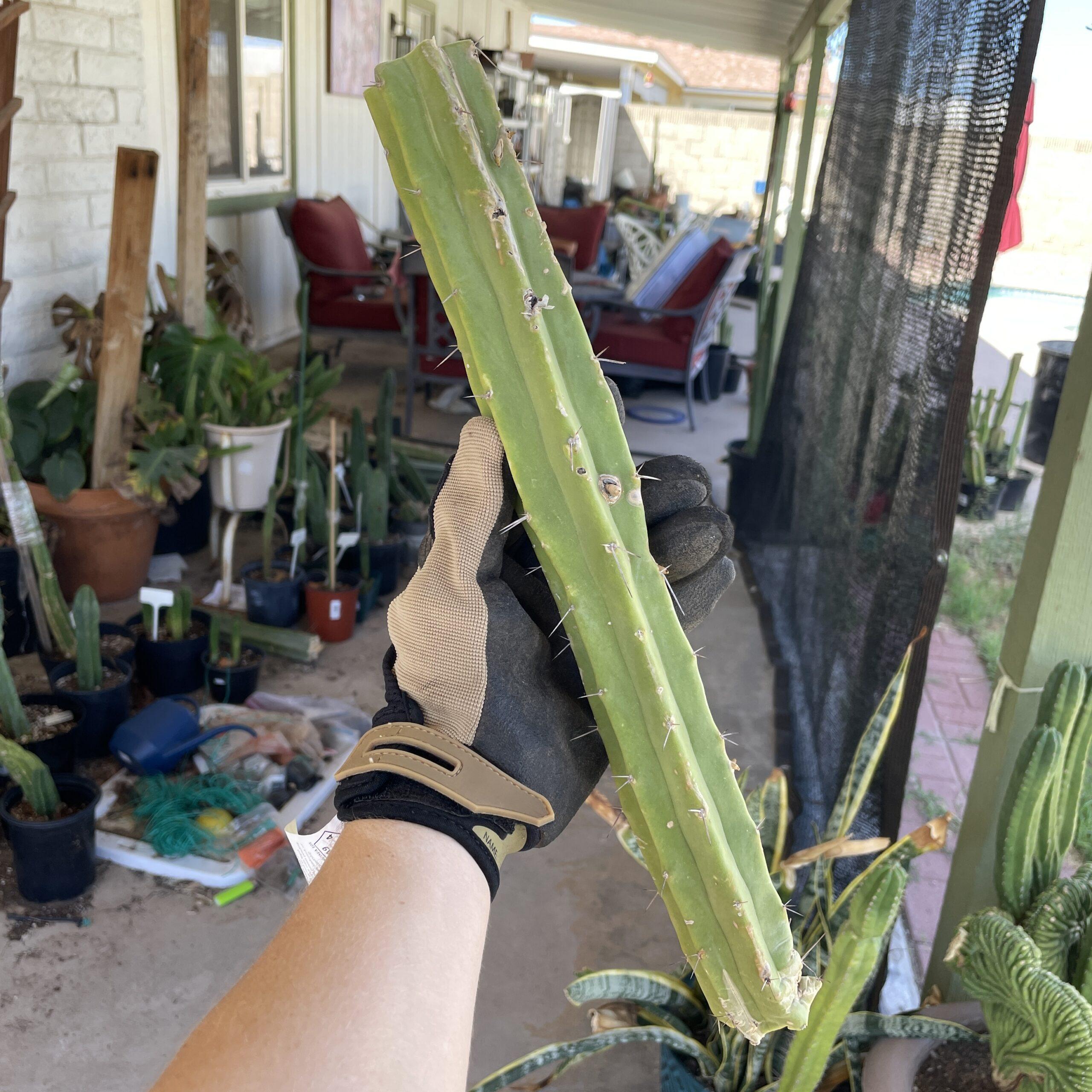 15in T. Bridgesii "Lotusland" Mid-Cutting