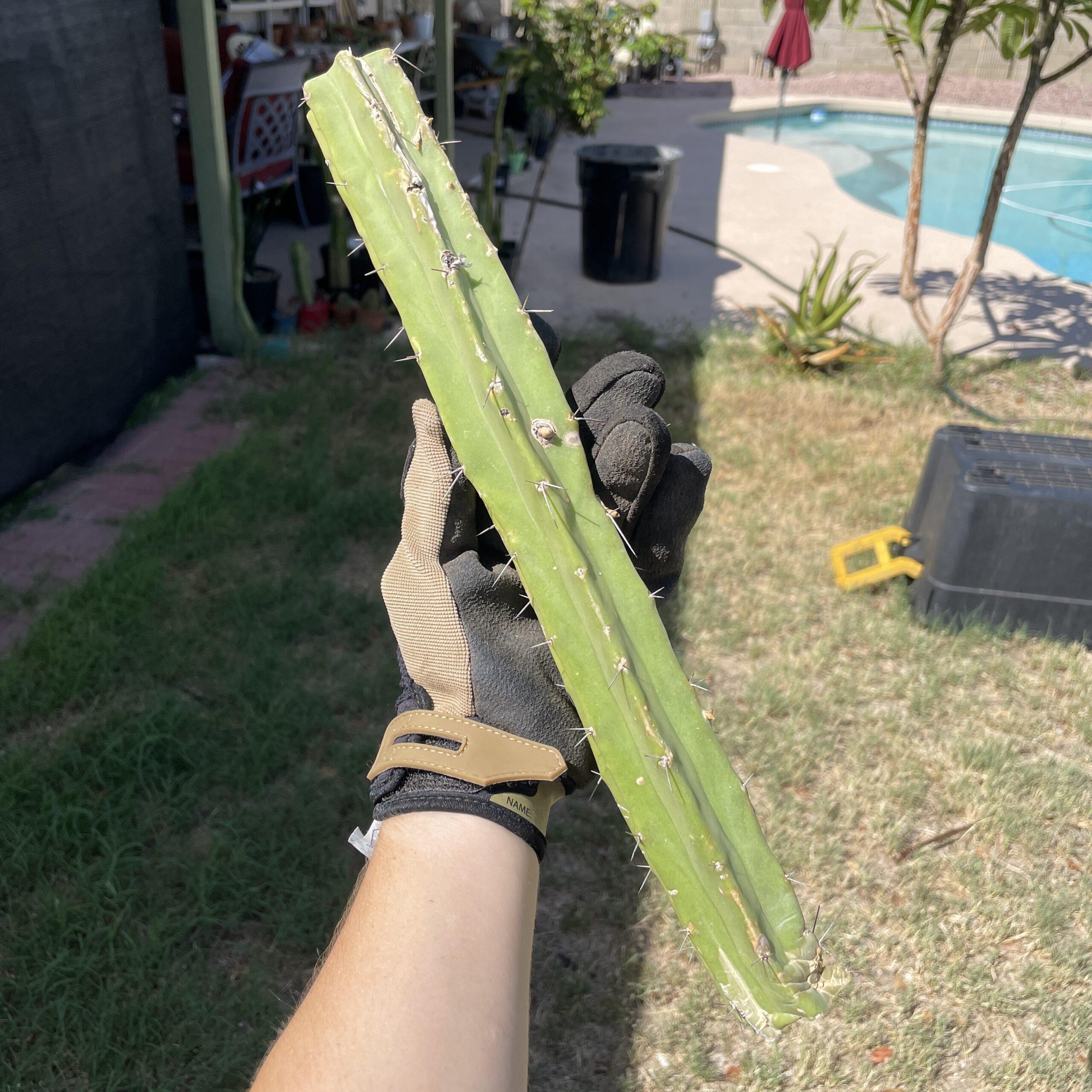 15in T. Bridgesii "Lotusland" Mid-Cutting