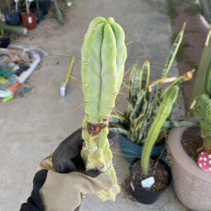 16in T. Bridgesii "Lotusland" Cutting