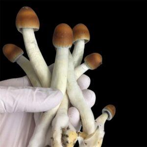 Penis Envy Mushrooms