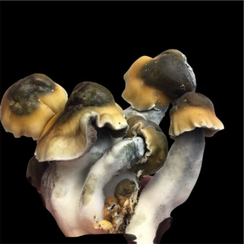 Penis Envy Mushrooms