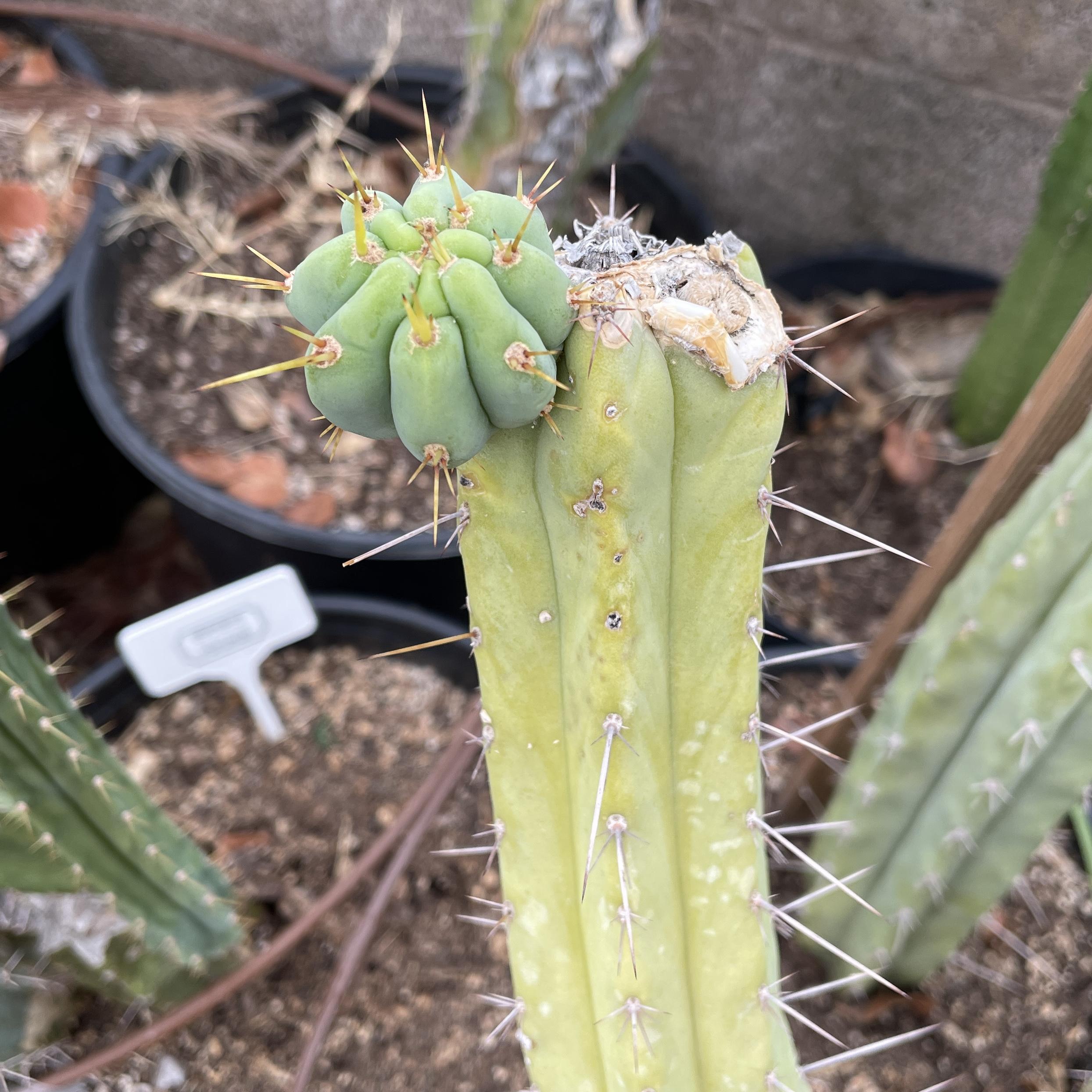 12 inch T. Bridgesii "Phoenix Torch" Mid Cutting - UPDATED PUP PICTURE